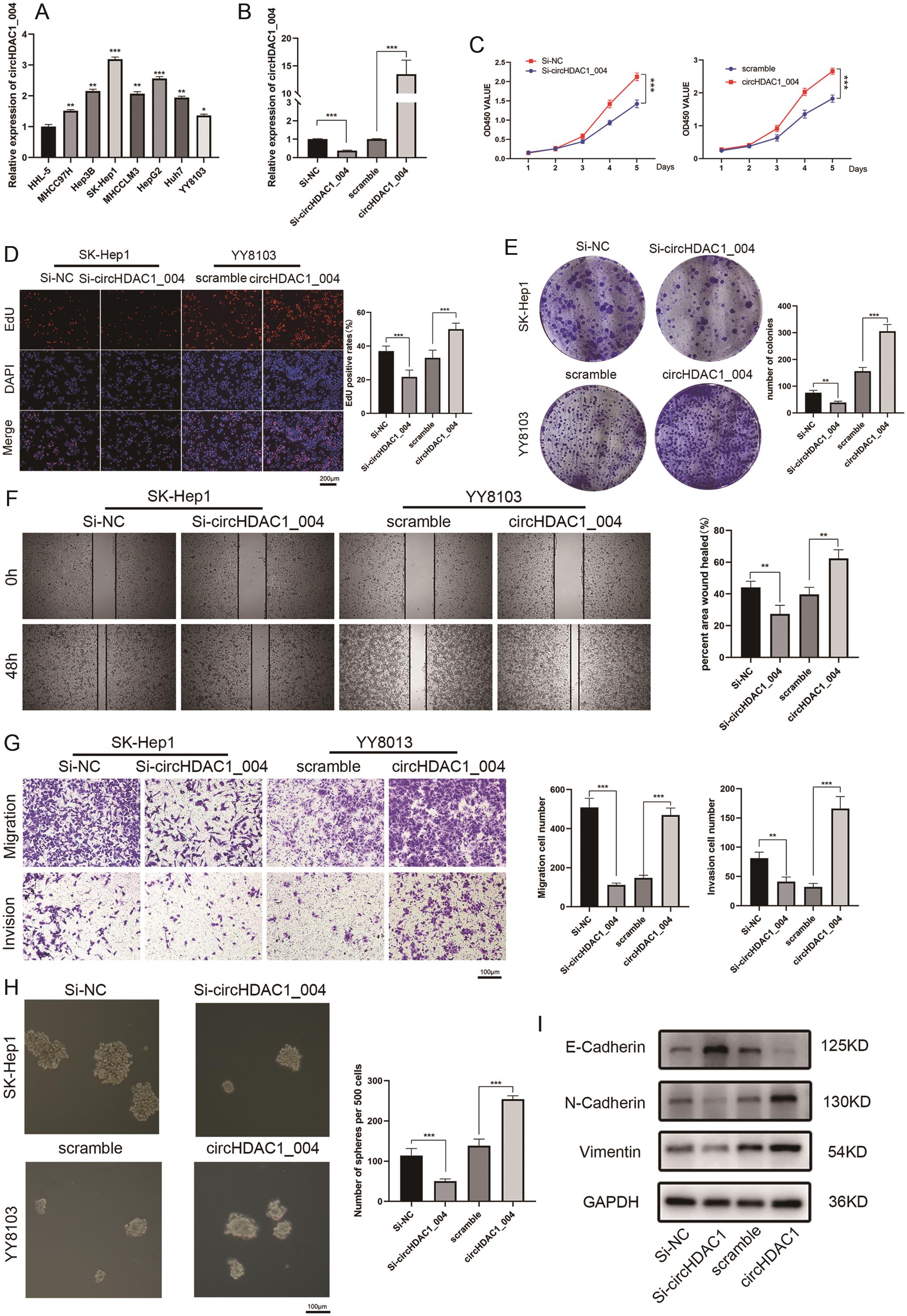 circHDAC1_004 promoted HCC proliferation, migration, stemness, and EMT pathway.