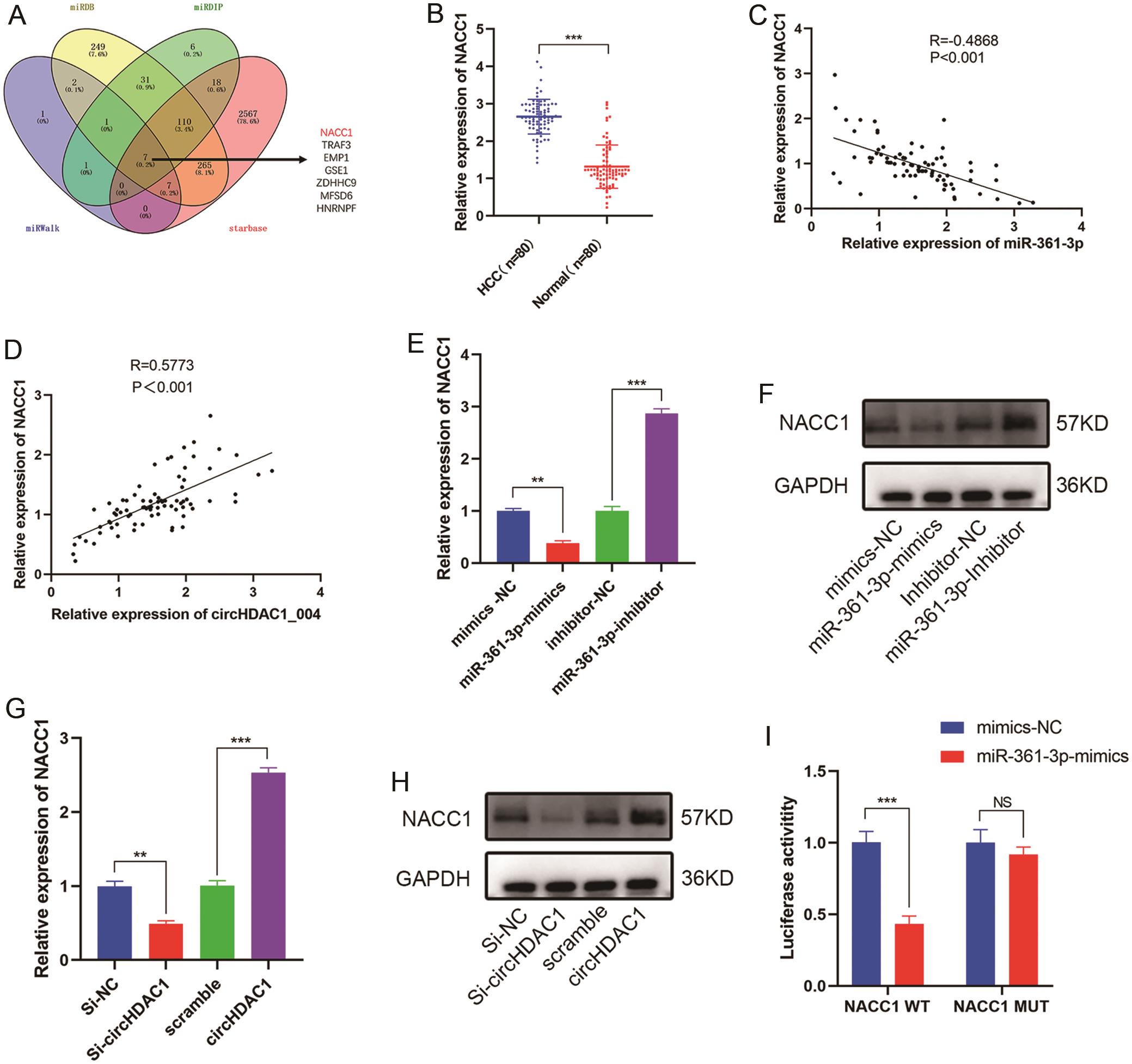 NACC1 was one target gene of miR-361-3p.