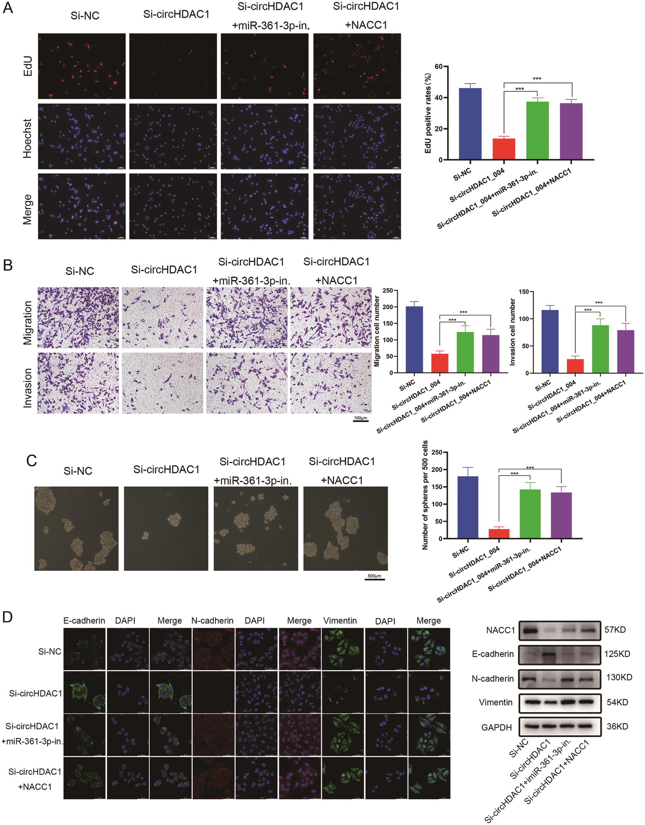 Rescue experiments confirmed the function of the circHDAC1_004/miR-361-3p/NACC1 axis in HCC.