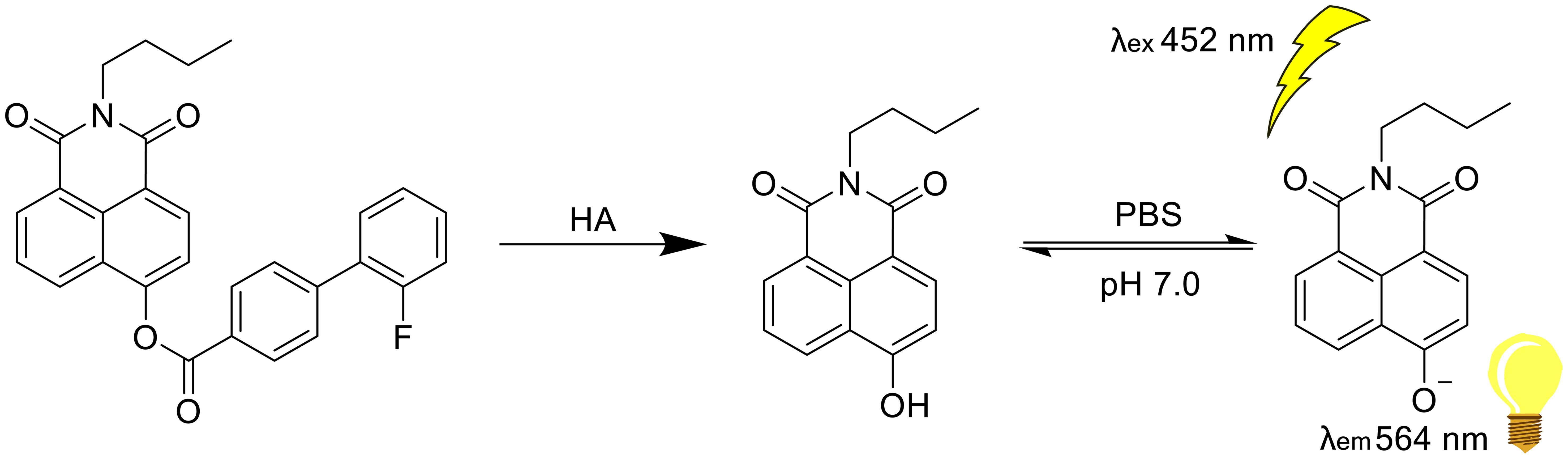 2′-FBPBN and its response mechanism toward human albumin.