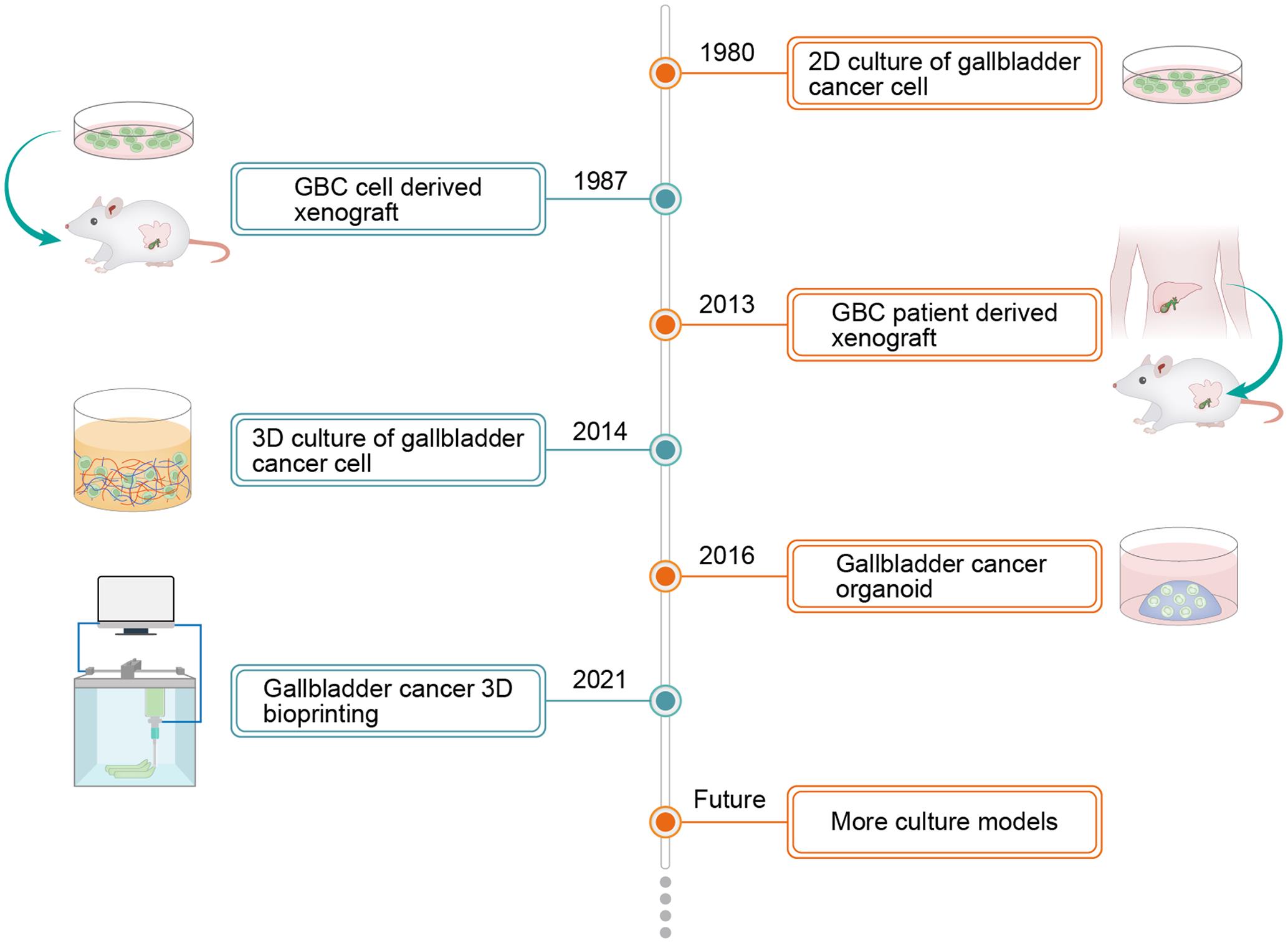 Timeline of the development of different models of gallbladder cancer cell culture.