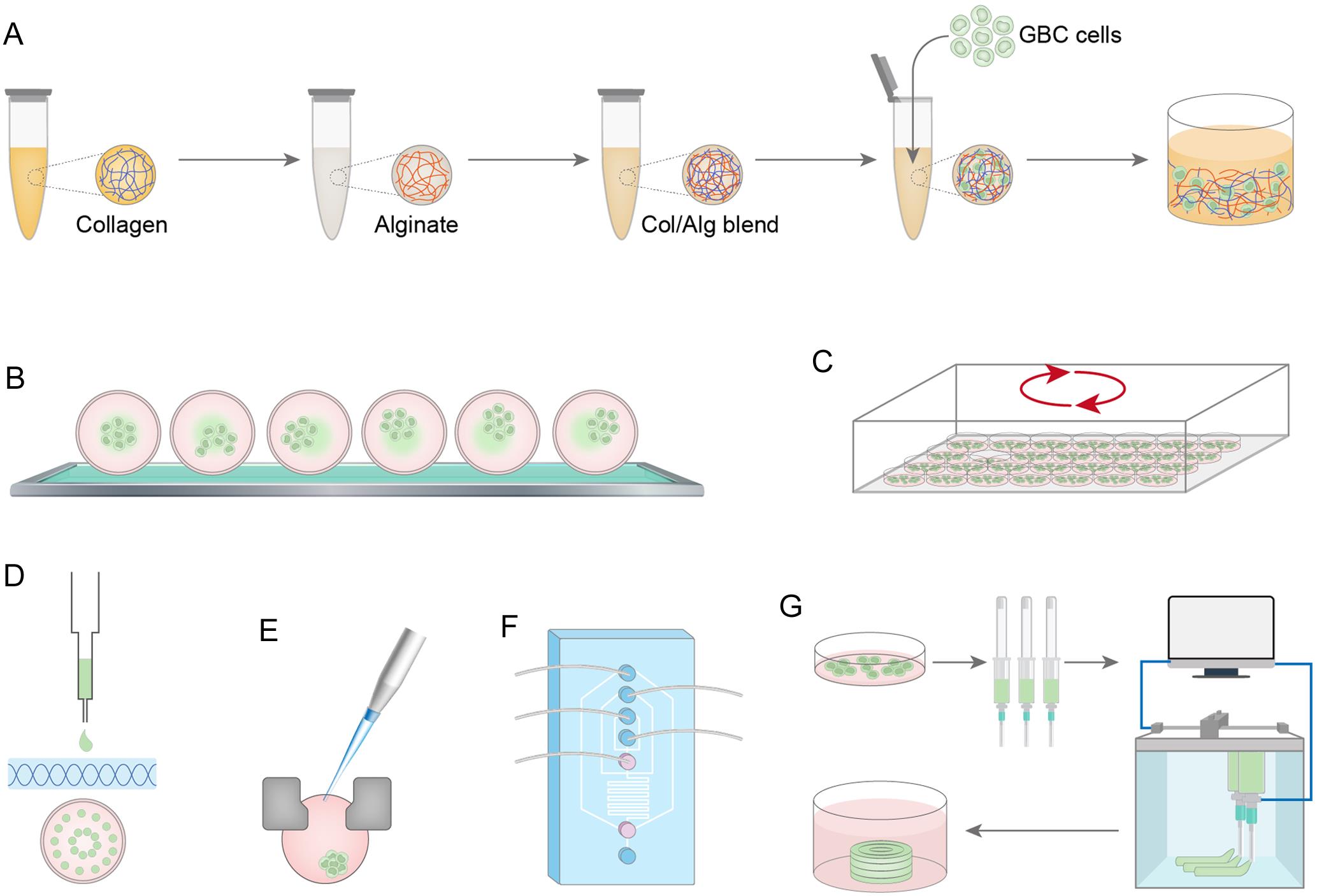 Different types of Three-dimensional culture models include scaffold-containing and scaffold-free cell methods.