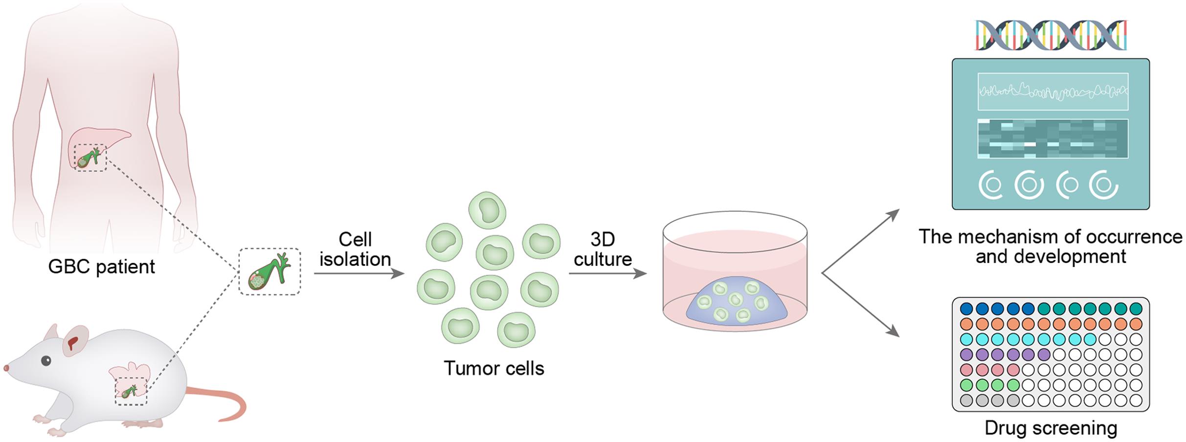 Applications and steps of three-dimensional gallbladder cancer cell organoids.