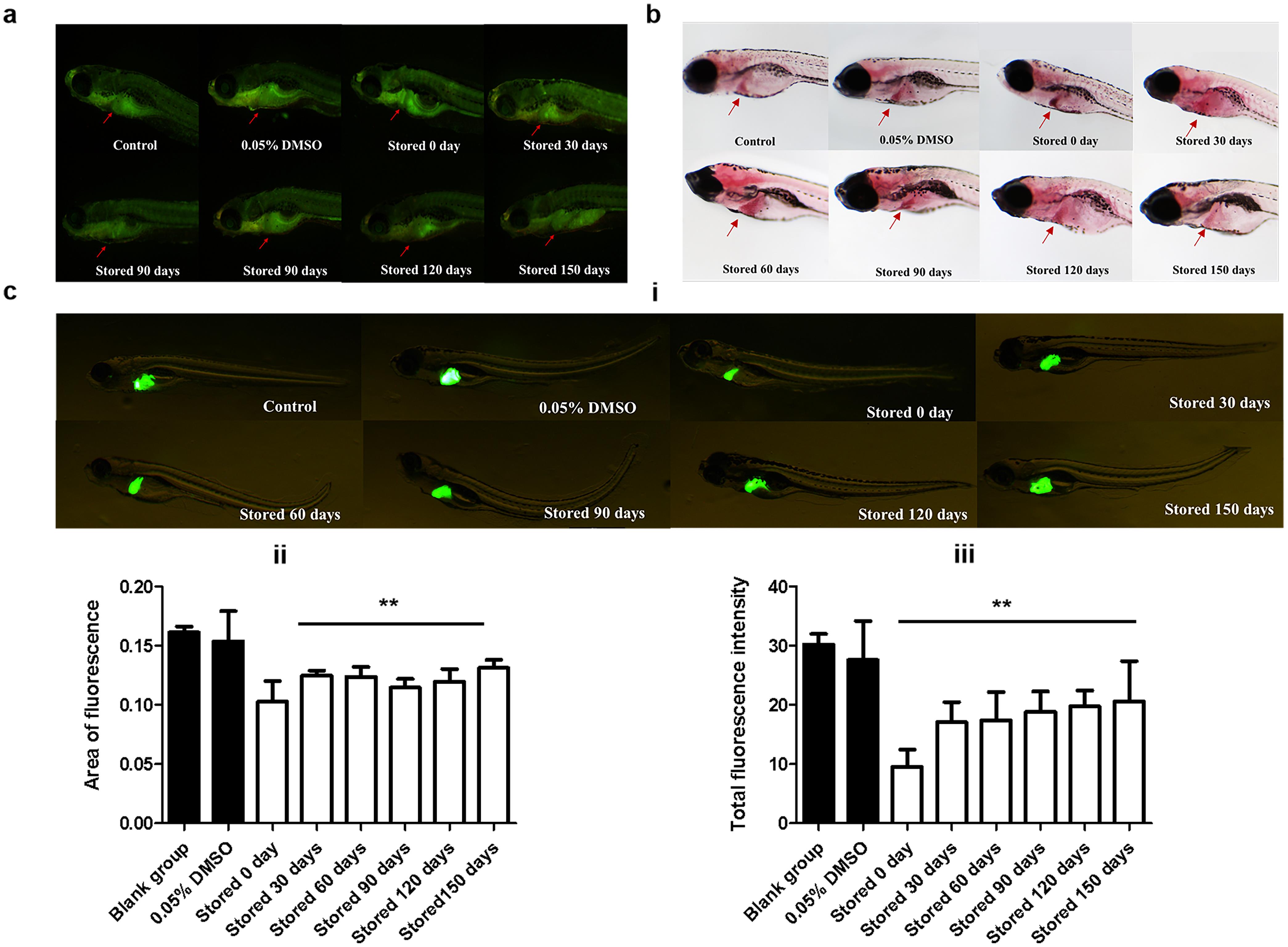Hepatotoxicity of AAEO on zebrafish.