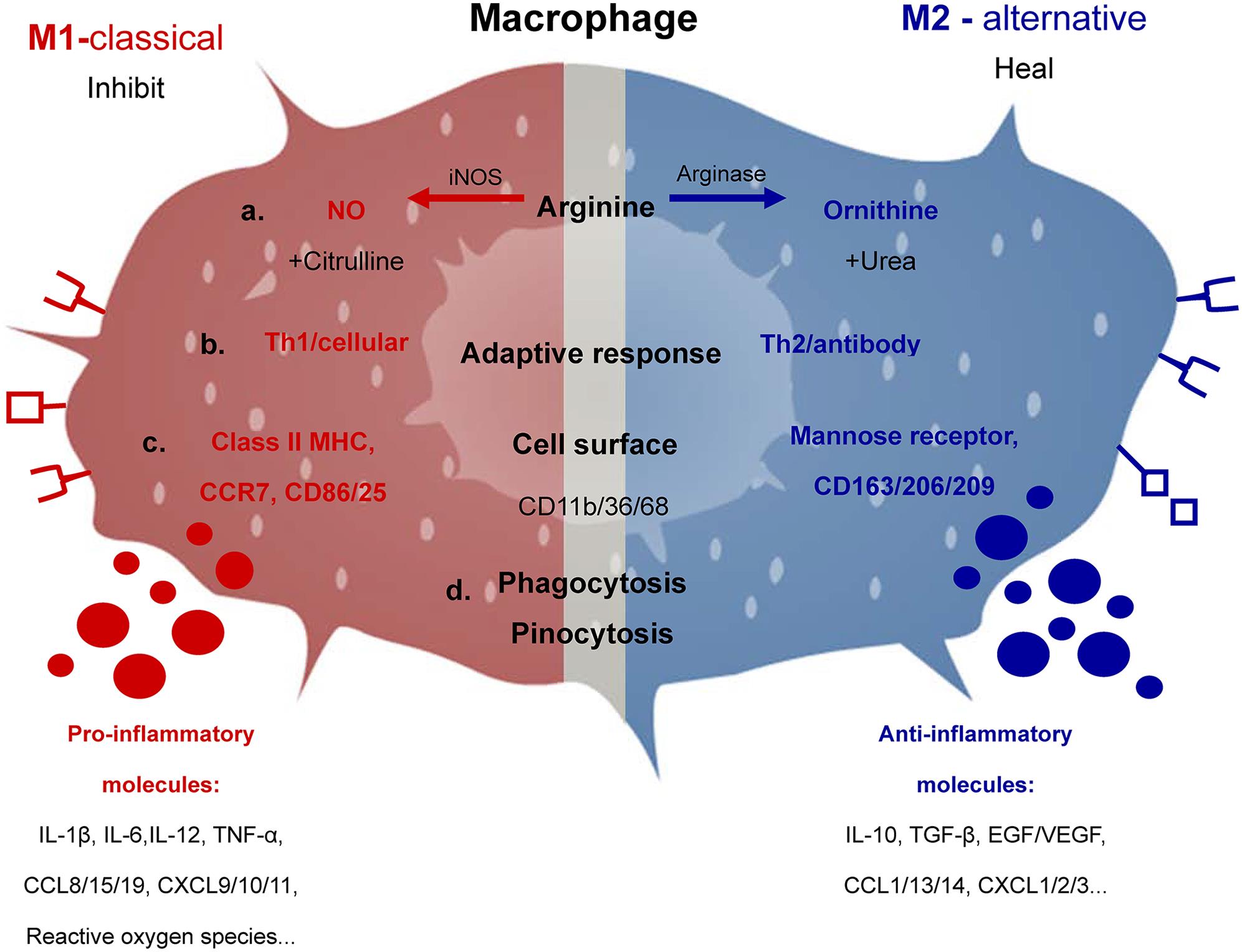 macrophages-structure-immunity-types-functions