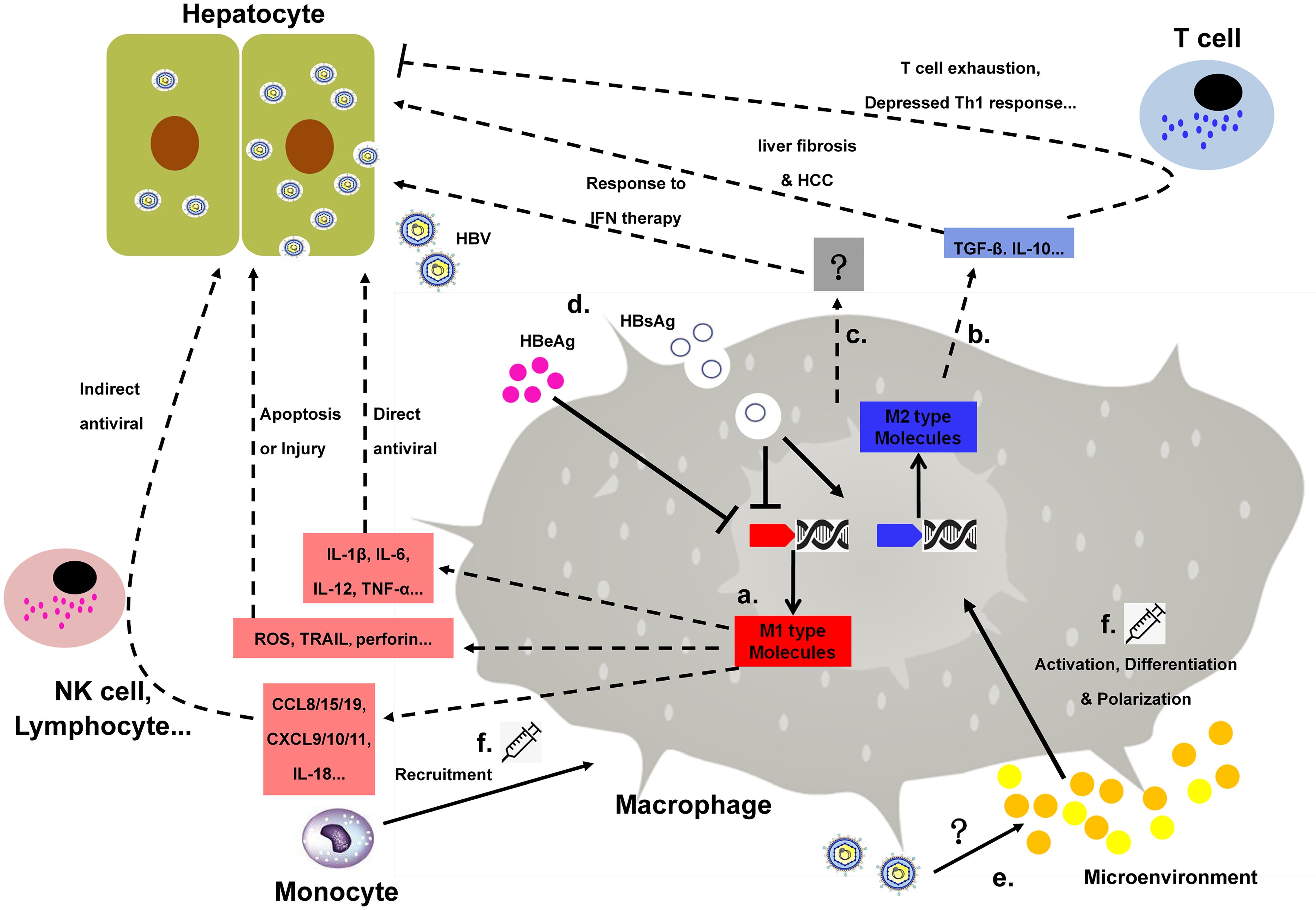 Macrophage Phenotypes And Hepatitis B Virus Infection