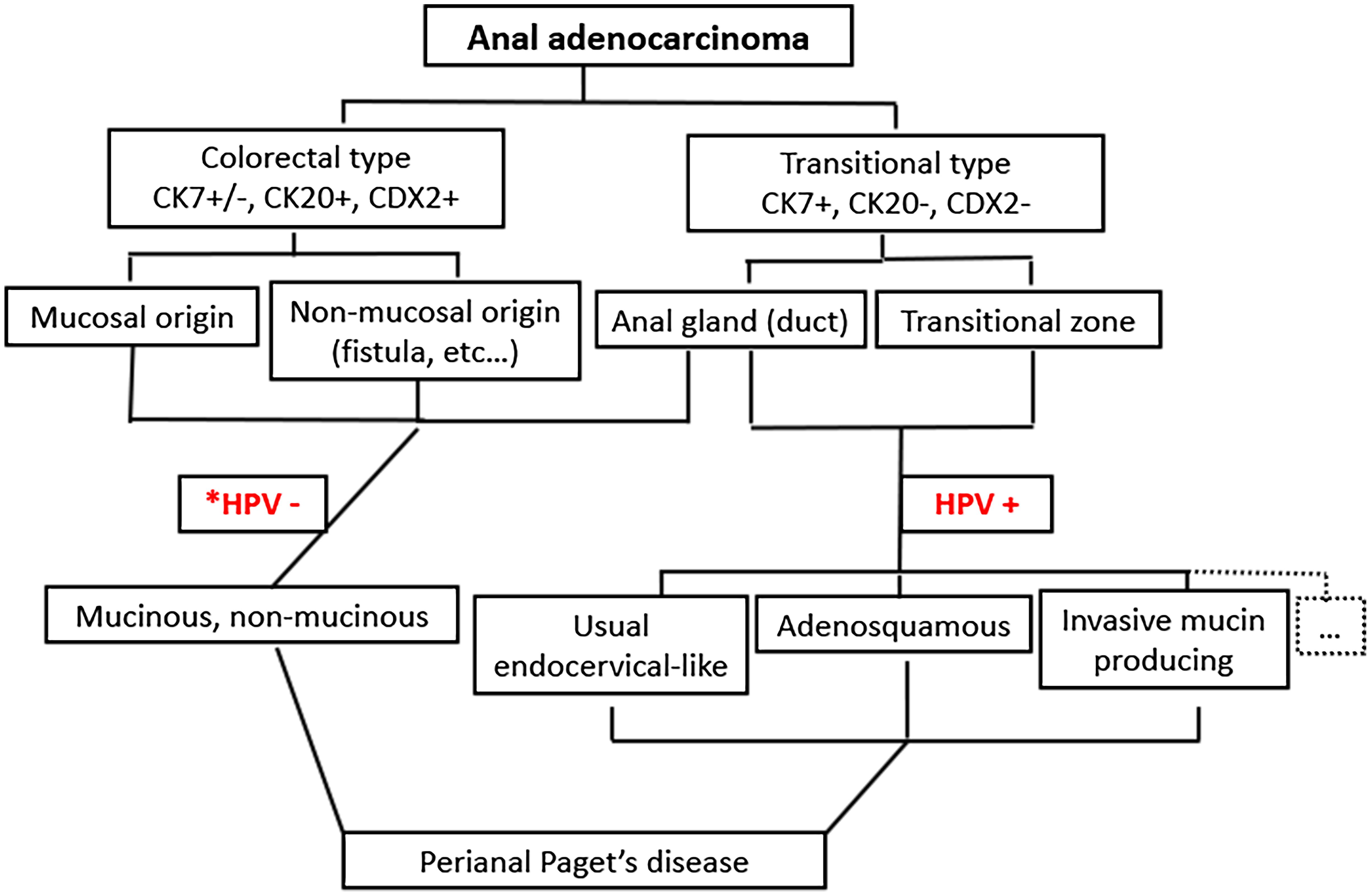 A proposed classification scheme for anal adenocarcinoma based on cell origin, HPV status, location, and immune profiles.