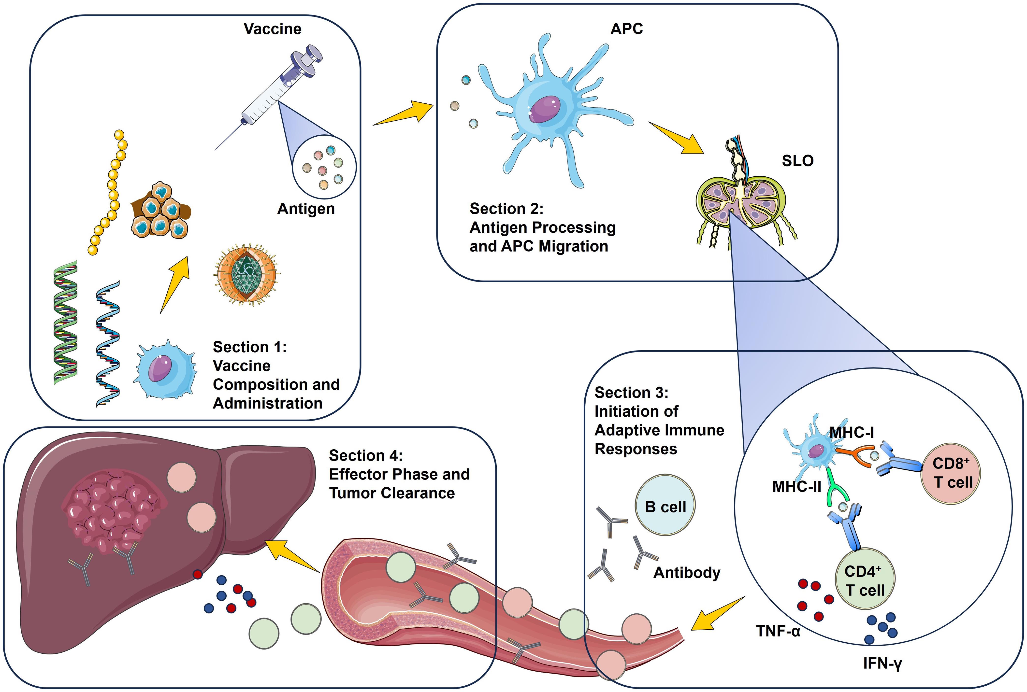 Immune mechanisms triggered by tumor vaccines in hepatocellular carcinoma.