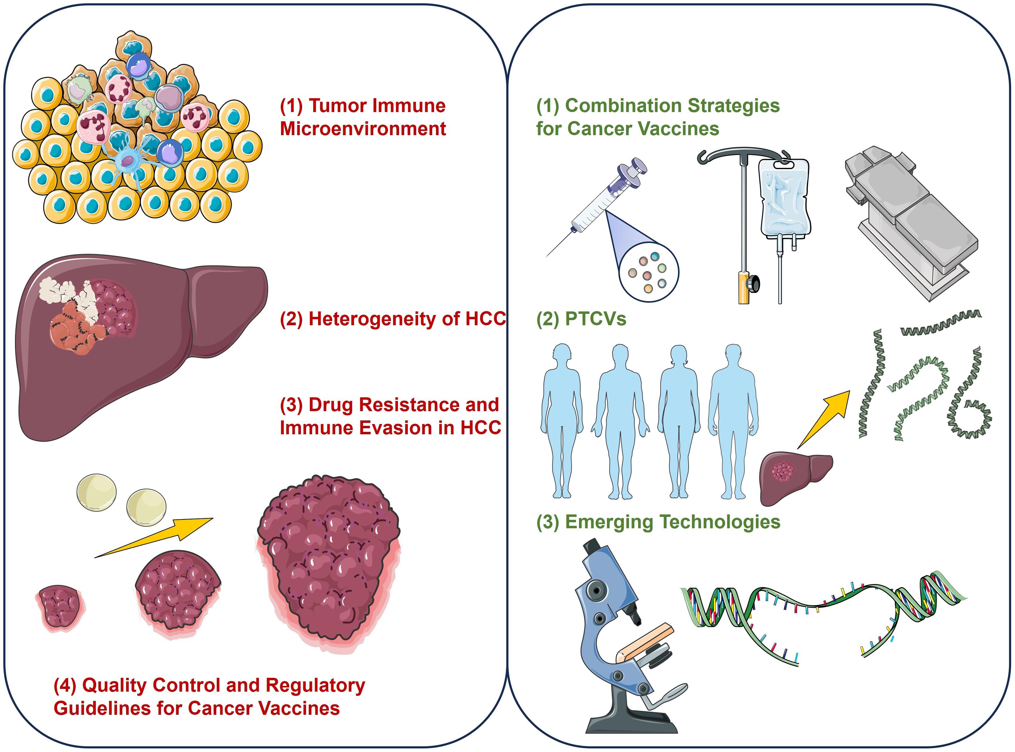Challenges and future directions for HCC vaccines.