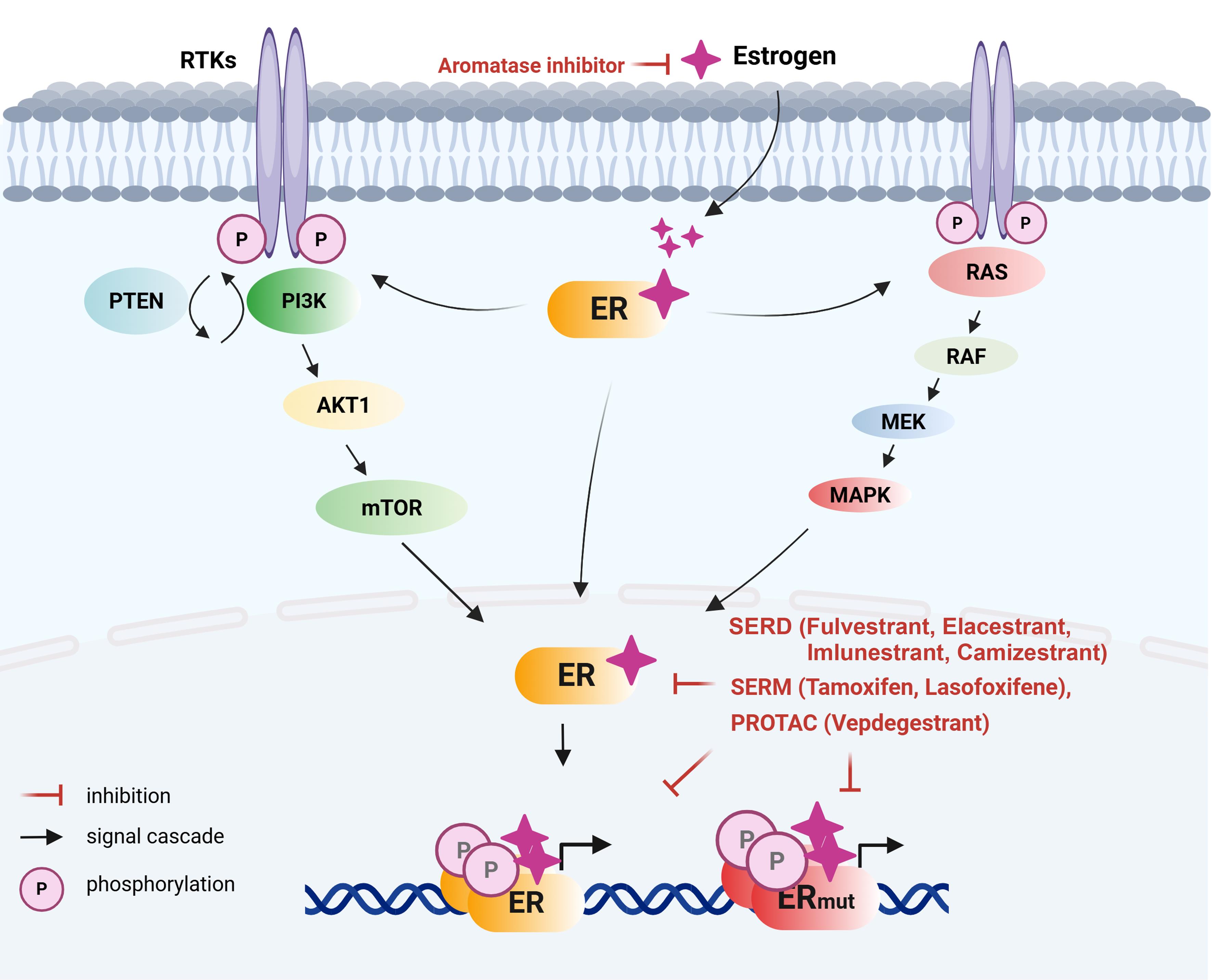 ER signaling pathways and inhibitors.