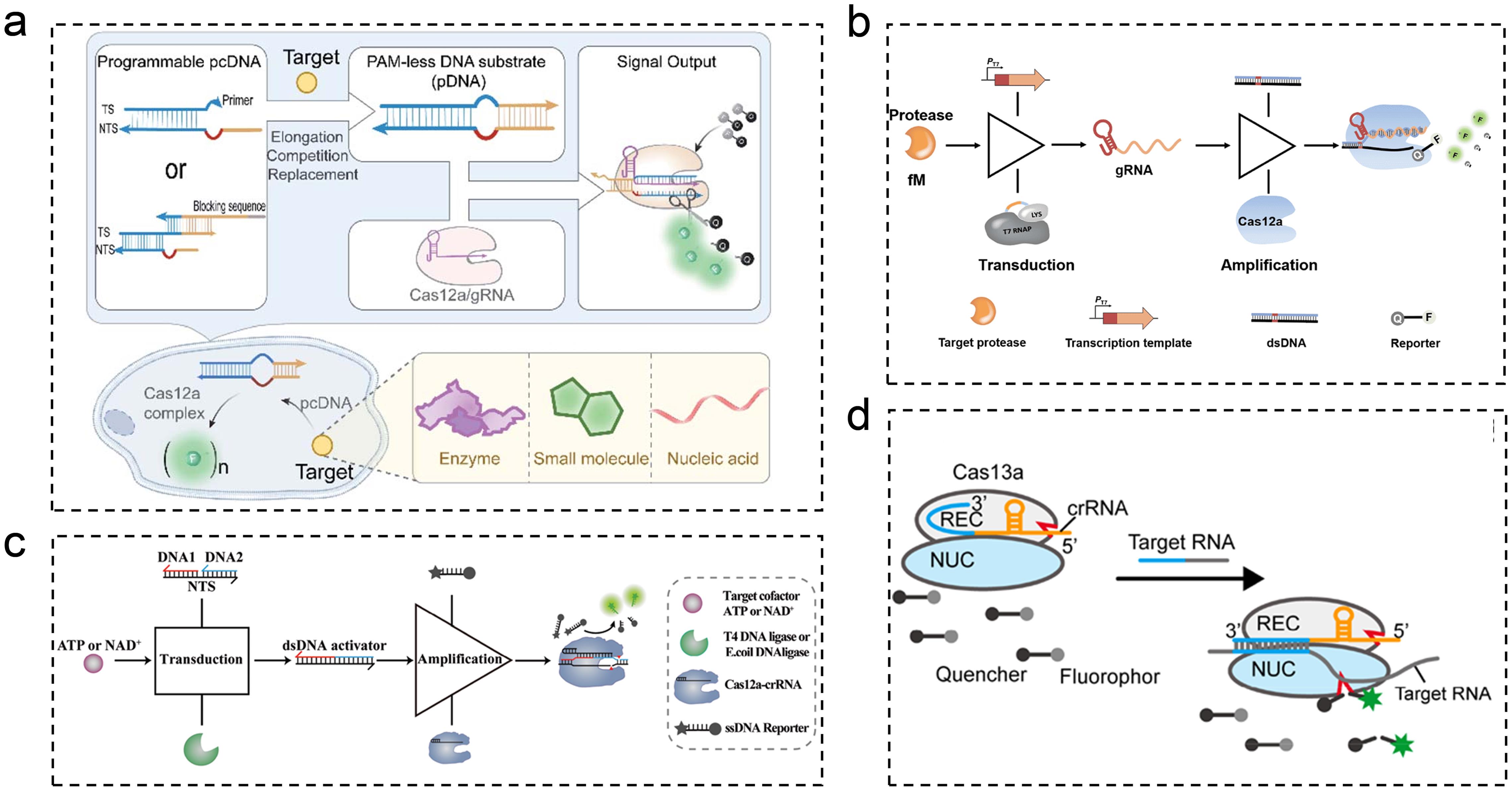 The innovative combination of CRISPR/Cas technology with immunoassay, DNA nanotechnology, and multiple signal amplification technologies provides a fundamental platform for tumor marker monitoring.