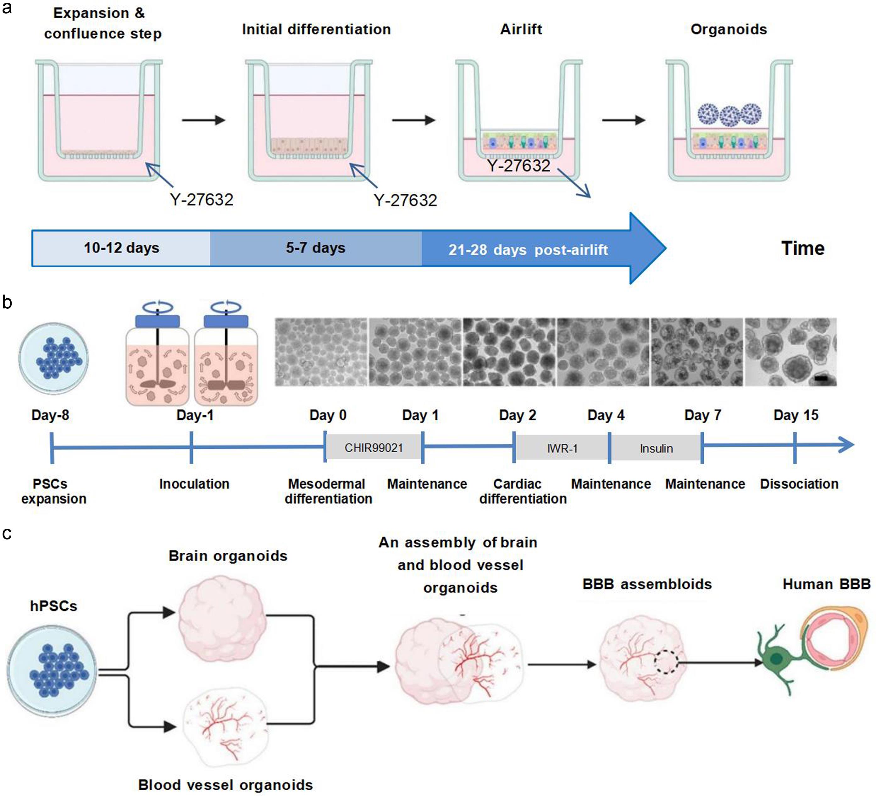 Schematic diagram of organoid culture method.