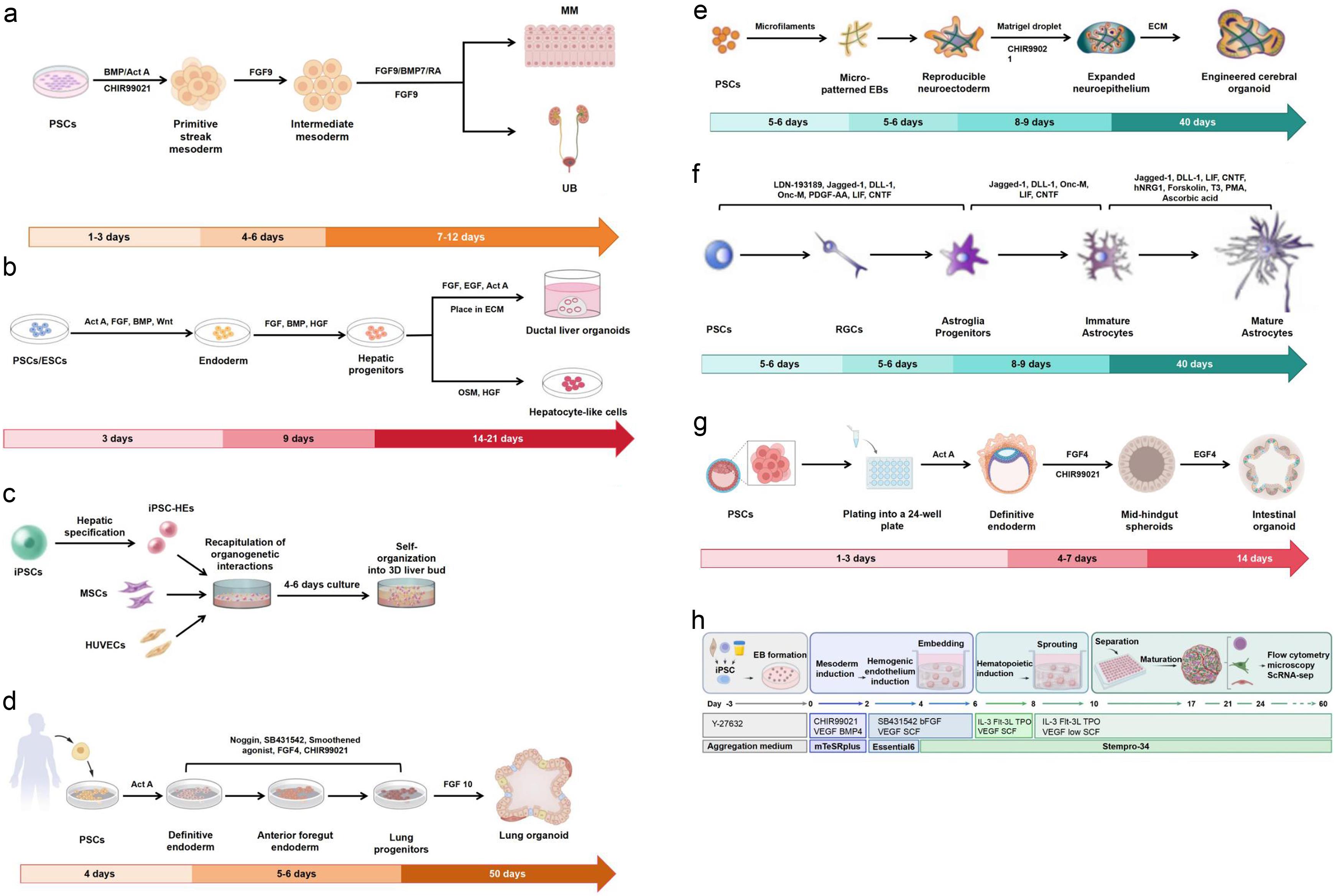 Schematic diagram of the construction of representative organoid models.