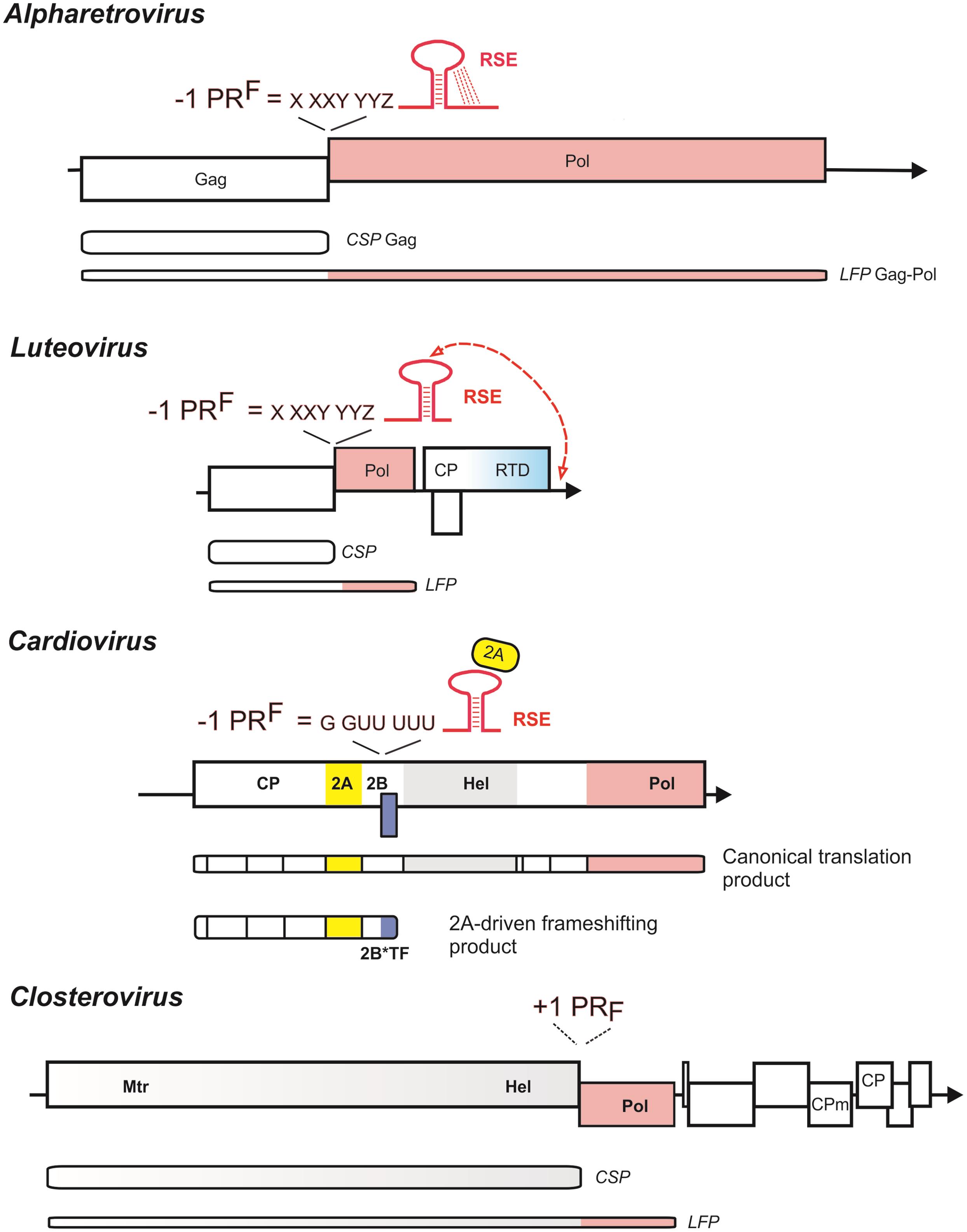 Genome maps and PRF signals of Rous sarcoma virus (<italic>Alpharetrovirus</italic>), barley yellow dwarf virus (<italic>Luteovirus</italic>), beet yellows virus (<italic>Closterovirus</italic>), and encephalomyocarditis virus (<italic>Cardiovirus</italic>).
