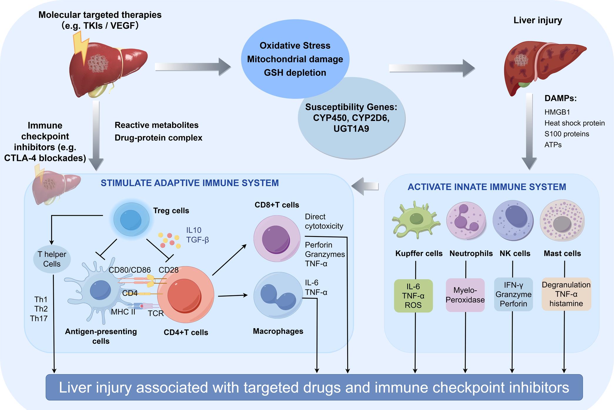 Mechanisms and related cellular and molecular pathways of liver injury caused by targeted therapy and ICIs, alone or in combination.