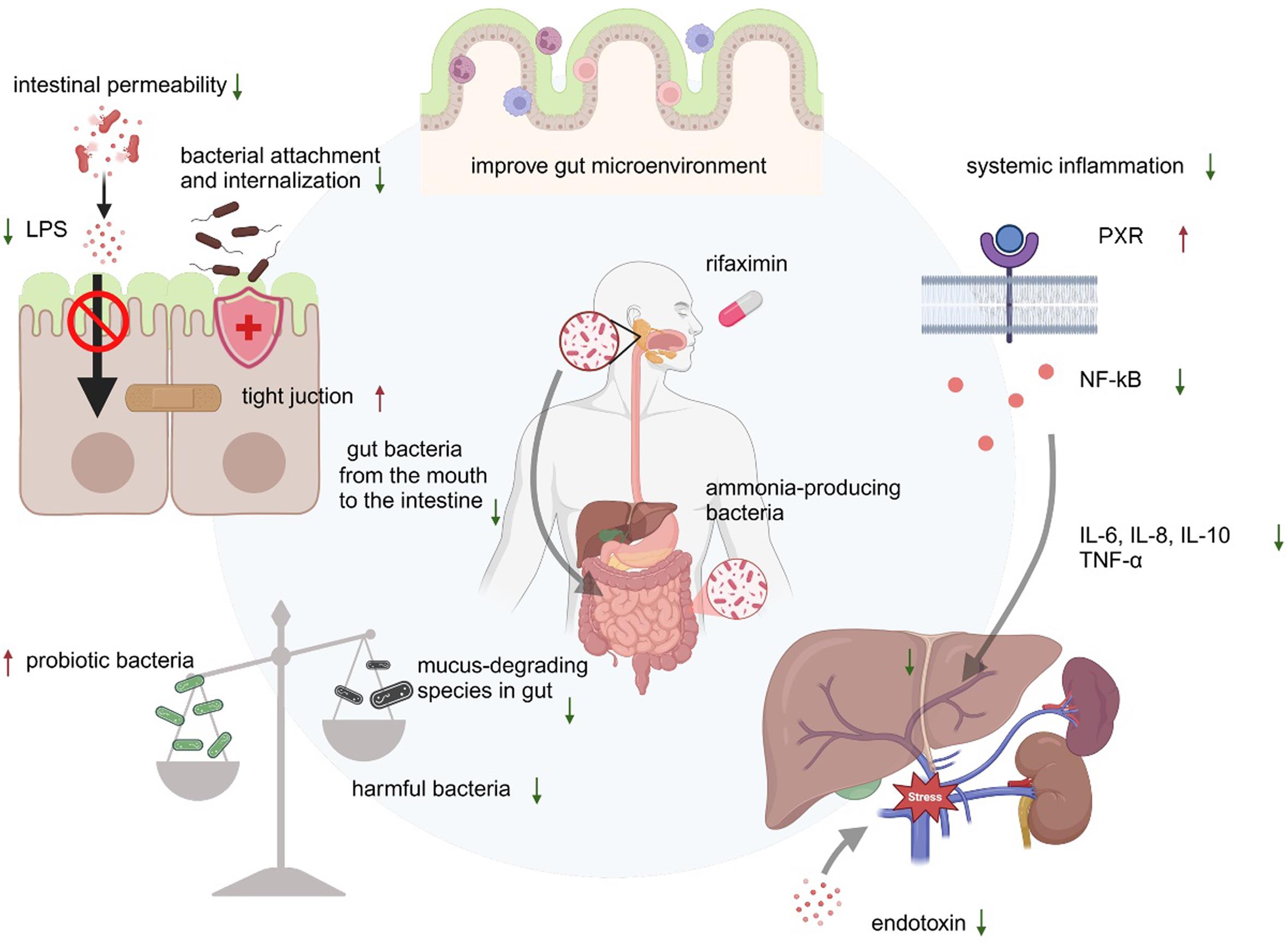 Mechanisms of rifaximin in treating HE.