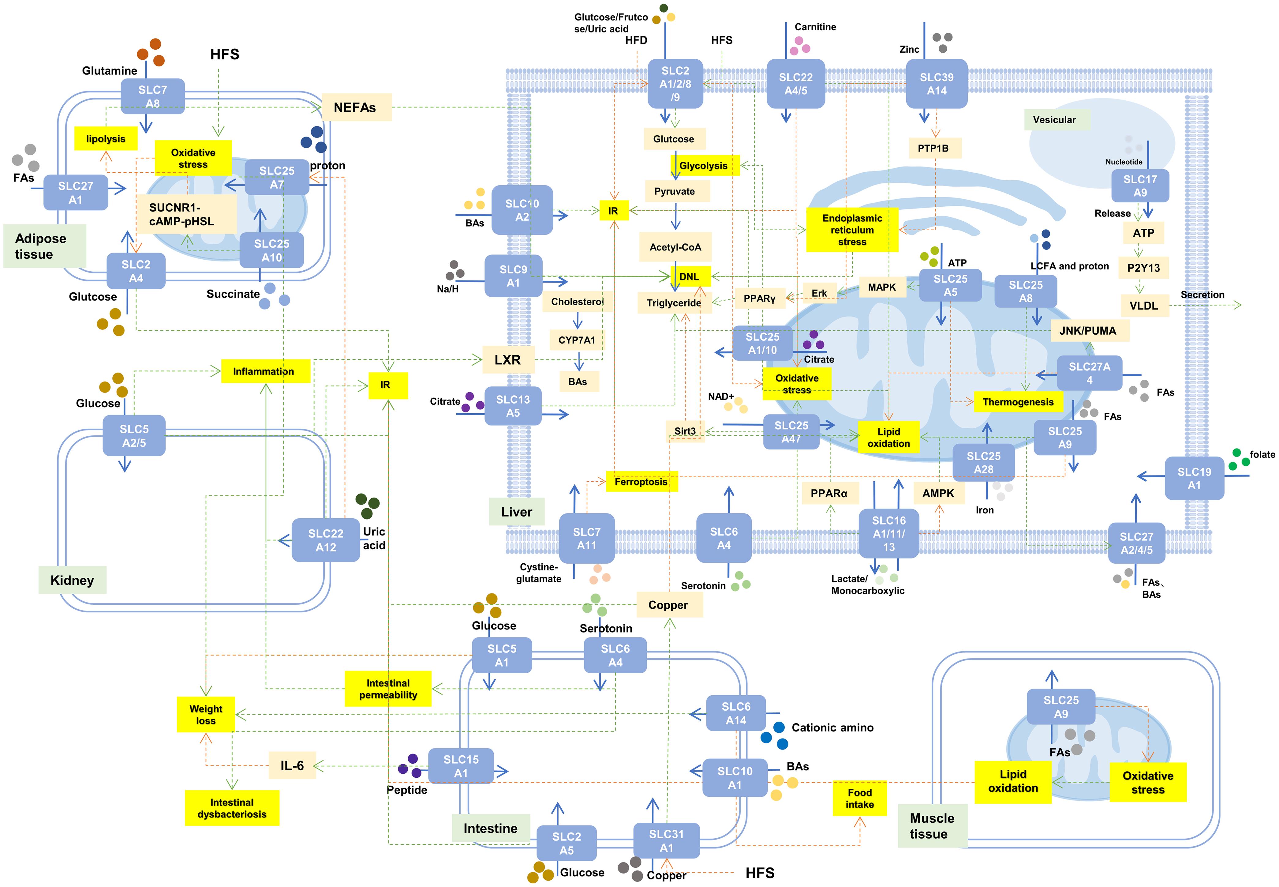 The role of the SLC family in hepatic steatosis.