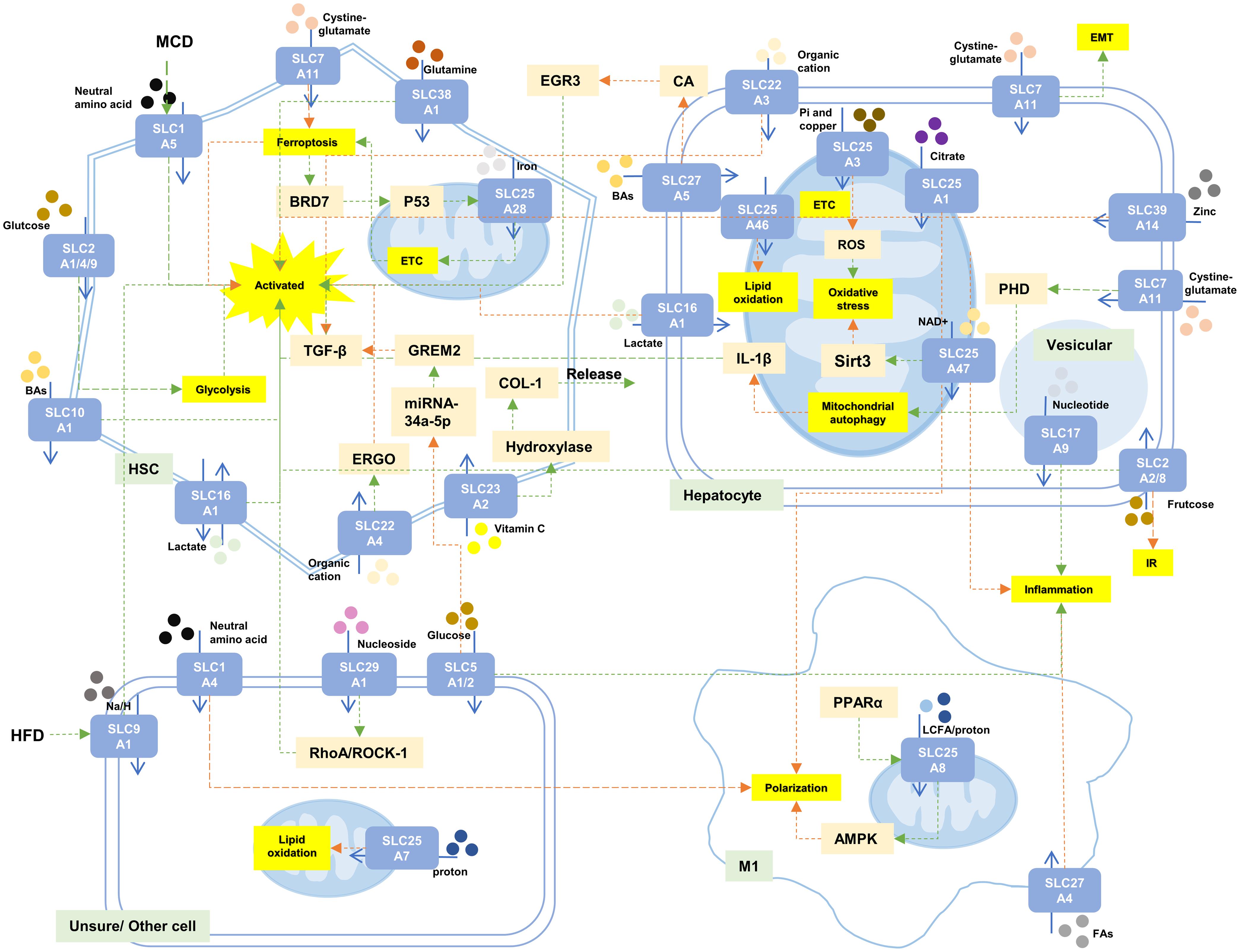 The role of the SLC family in hepatic fibrosis.