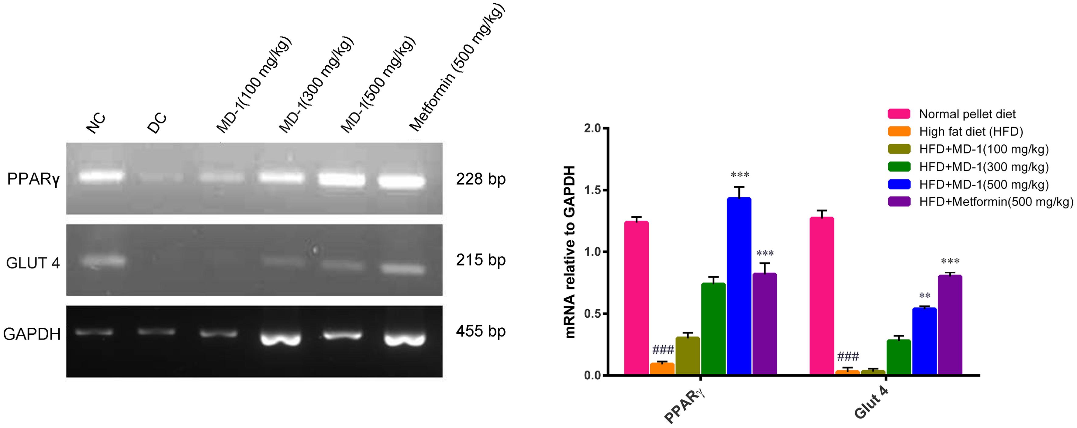 Effect of MD-1 on mRNA expression of PPAR-γ and Glut4 in epididymal fat pads.