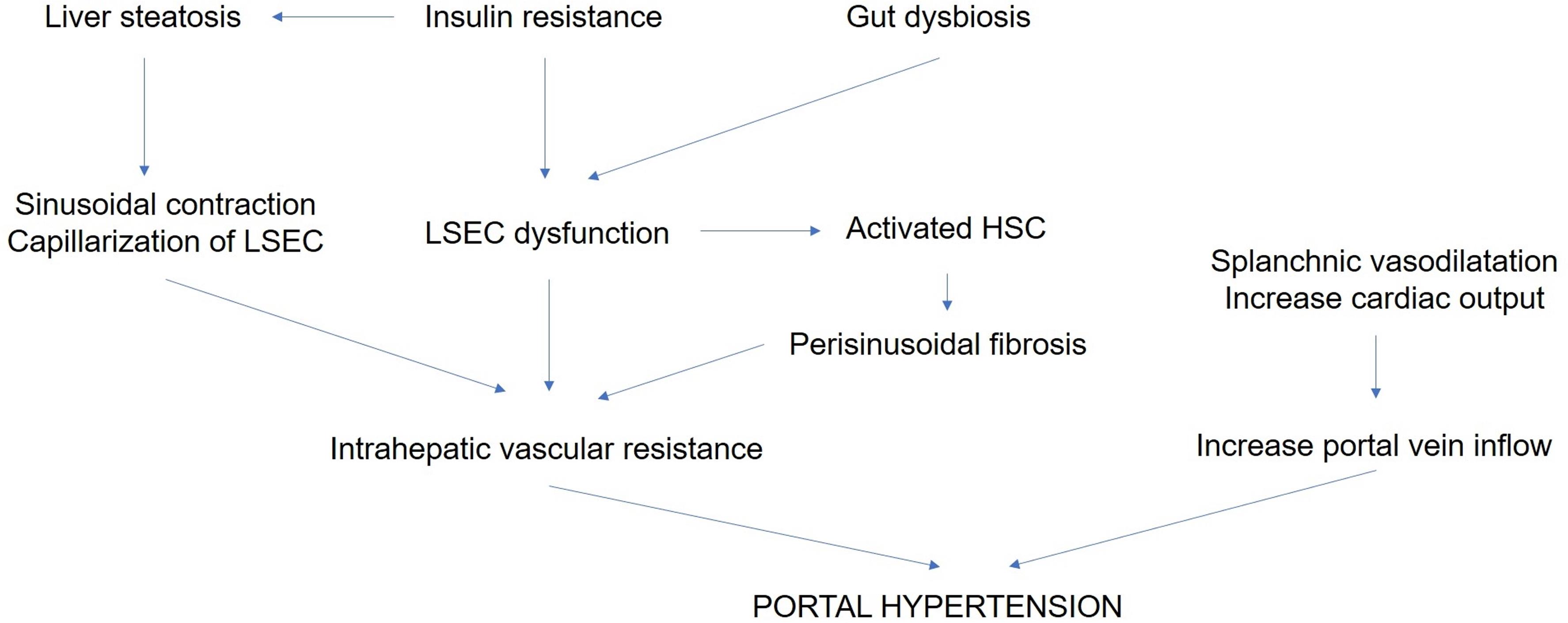 Theoretical framework of portal hypertension in NAFLD.