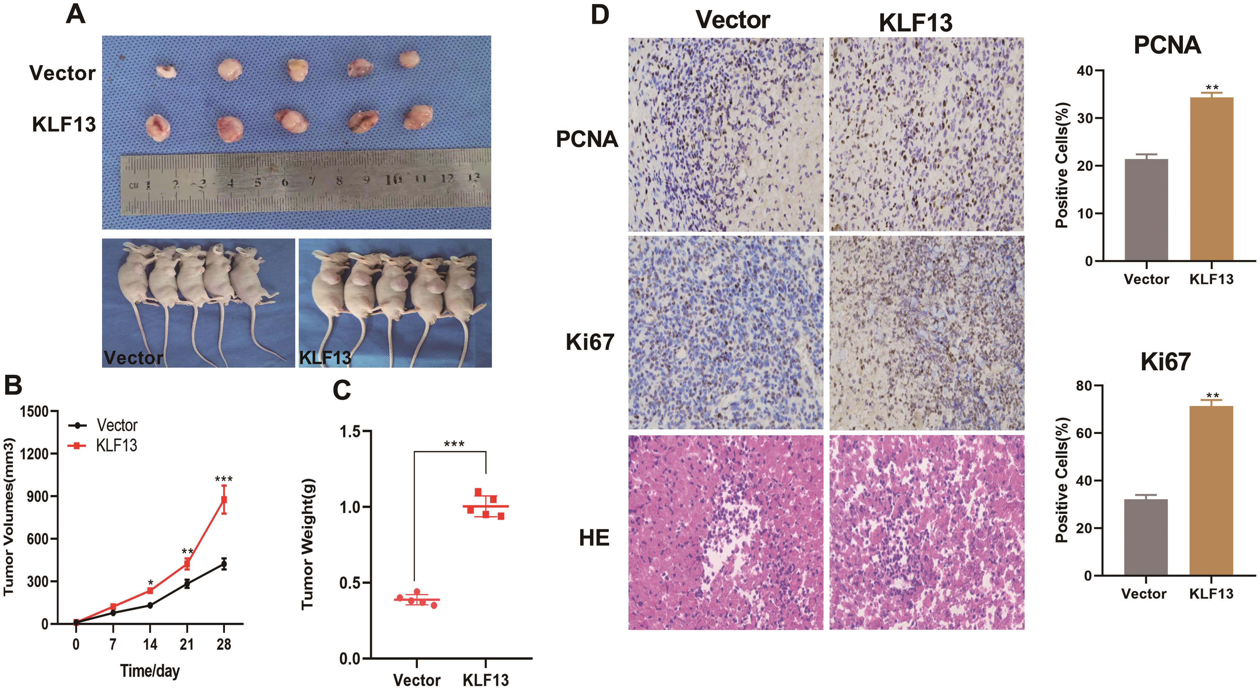 KLF13 promotes cell growth of HCC <italic>in vivo</italic>.