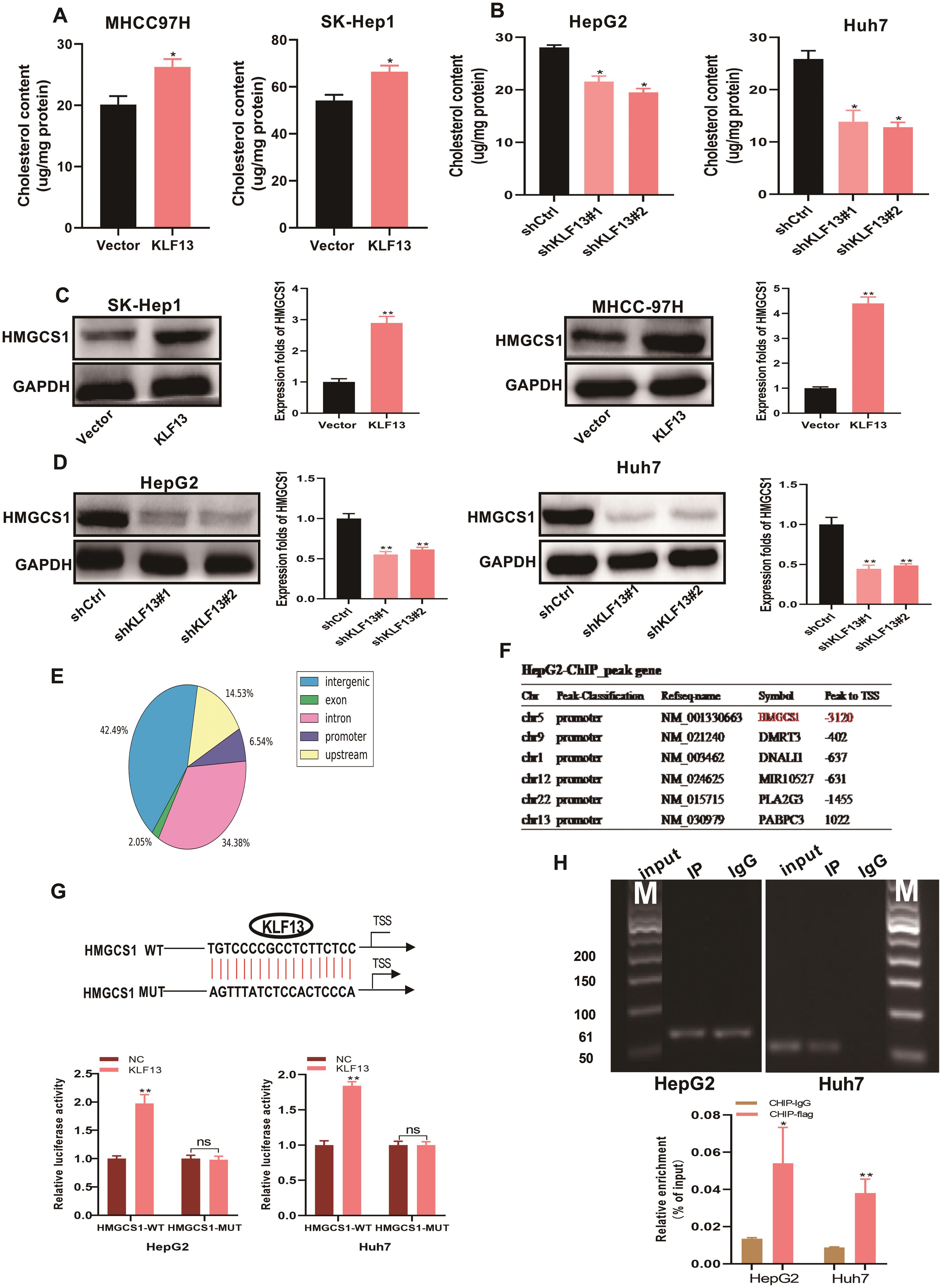 KLF13 increases cholesterol biosynthesis and transcriptionally promotes HMGCS1.