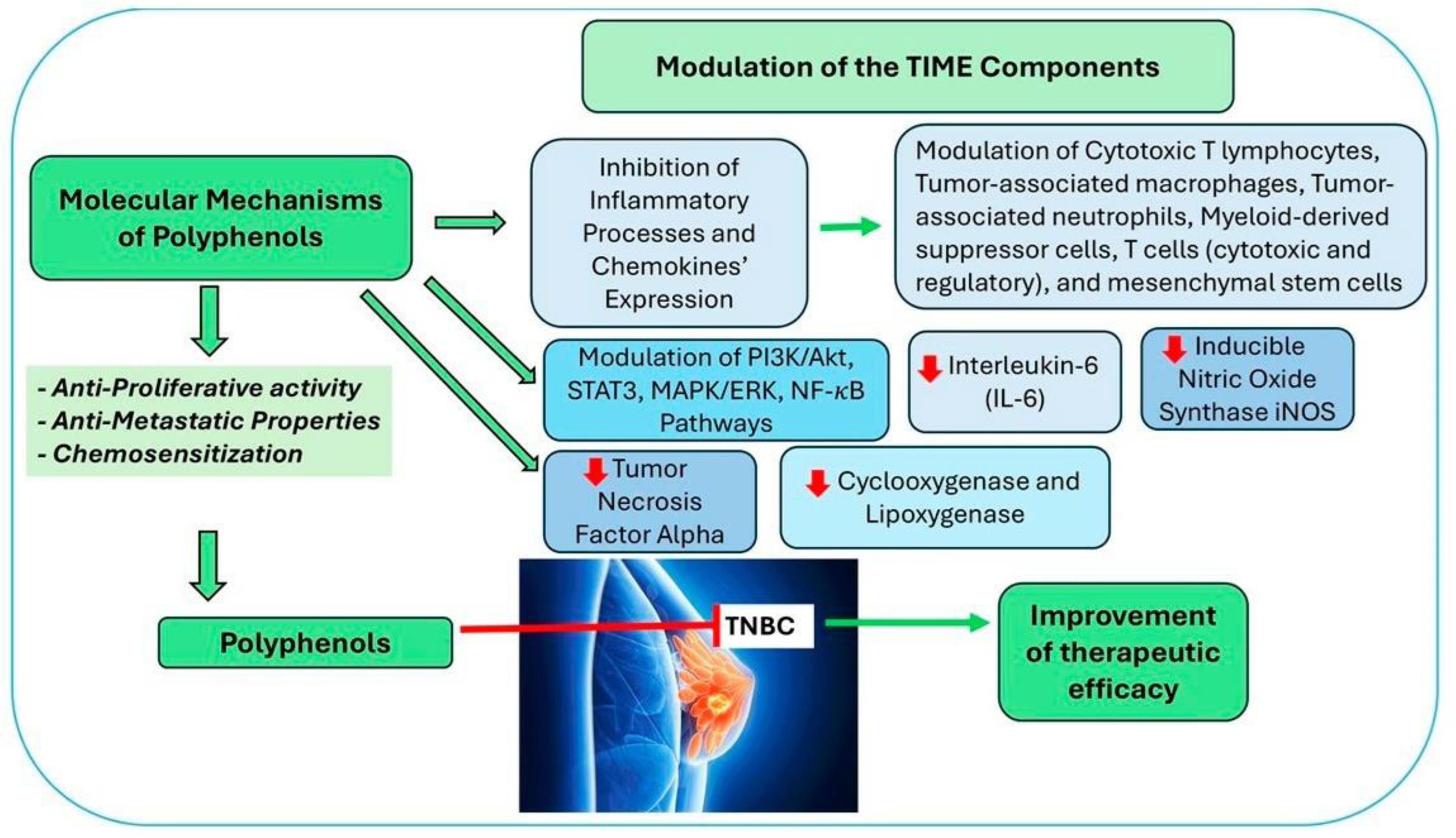 A schematic diagram showing anticancer mechanisms and nano-delivery pathways on TNBCA cells for polyphenol compounds such as curcumin.