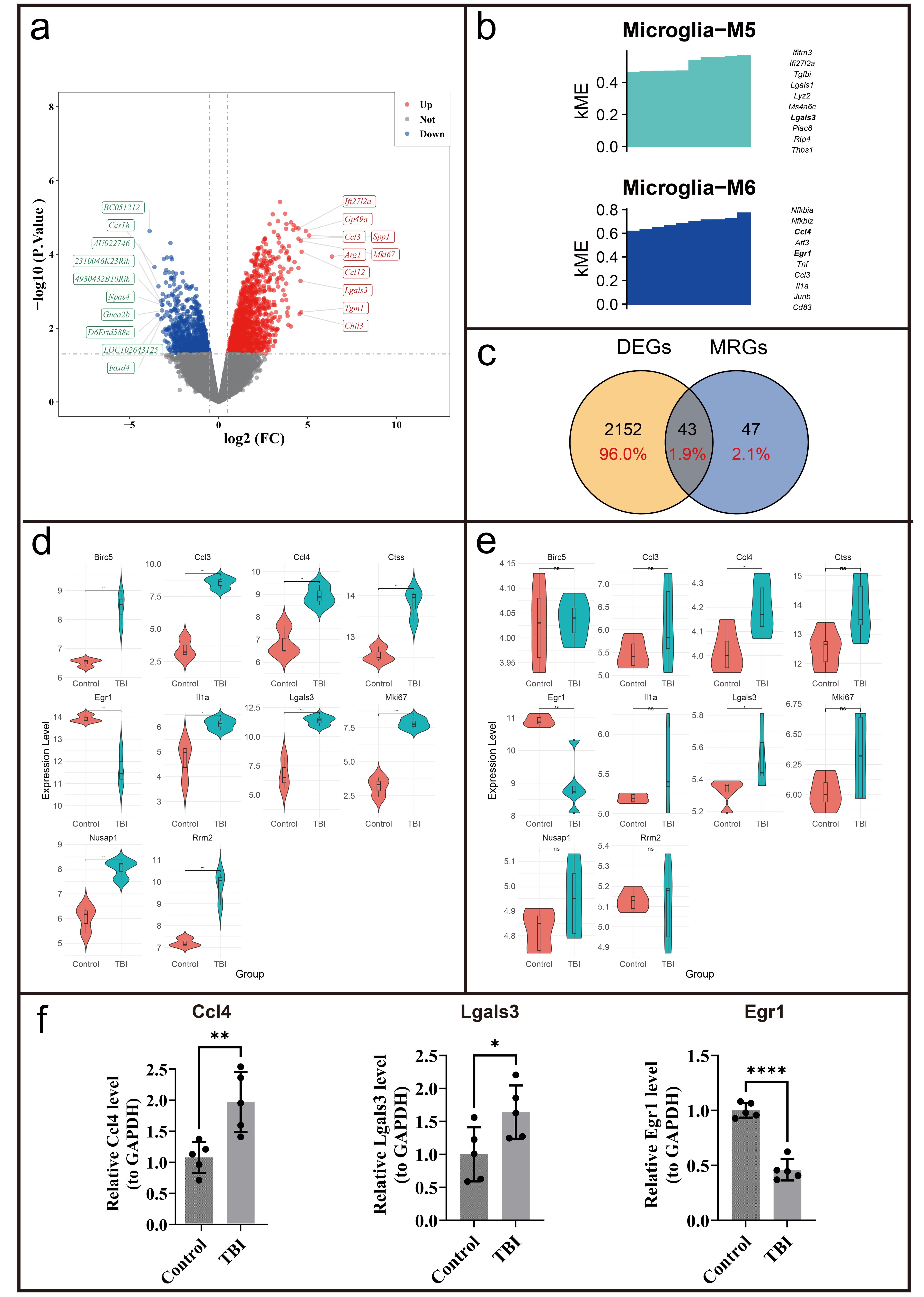 Identification and validation of the <italic>Ccl4</italic>/<italic>Lgals3</italic>/<italic>Egr1</italic> expression pattern across independent datasets.