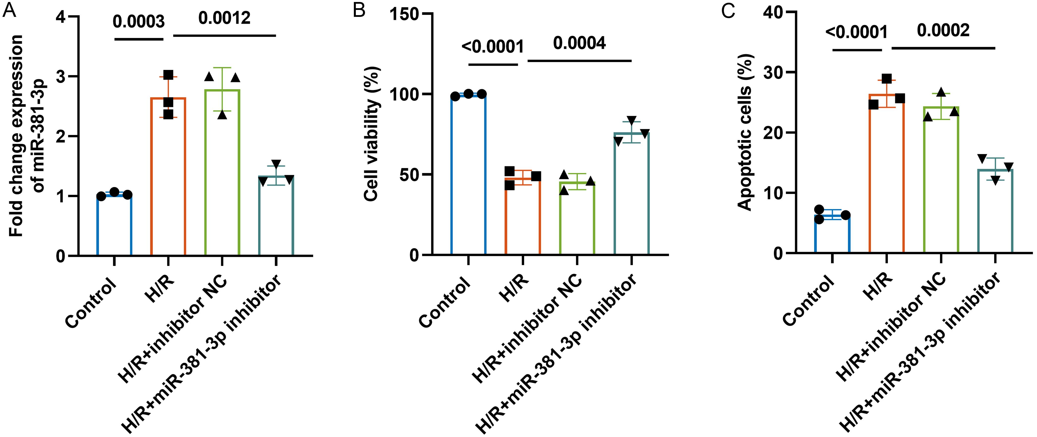 The effect of miR-381-3p on H/R-induced proliferation and apoptosis in AML12 cells.