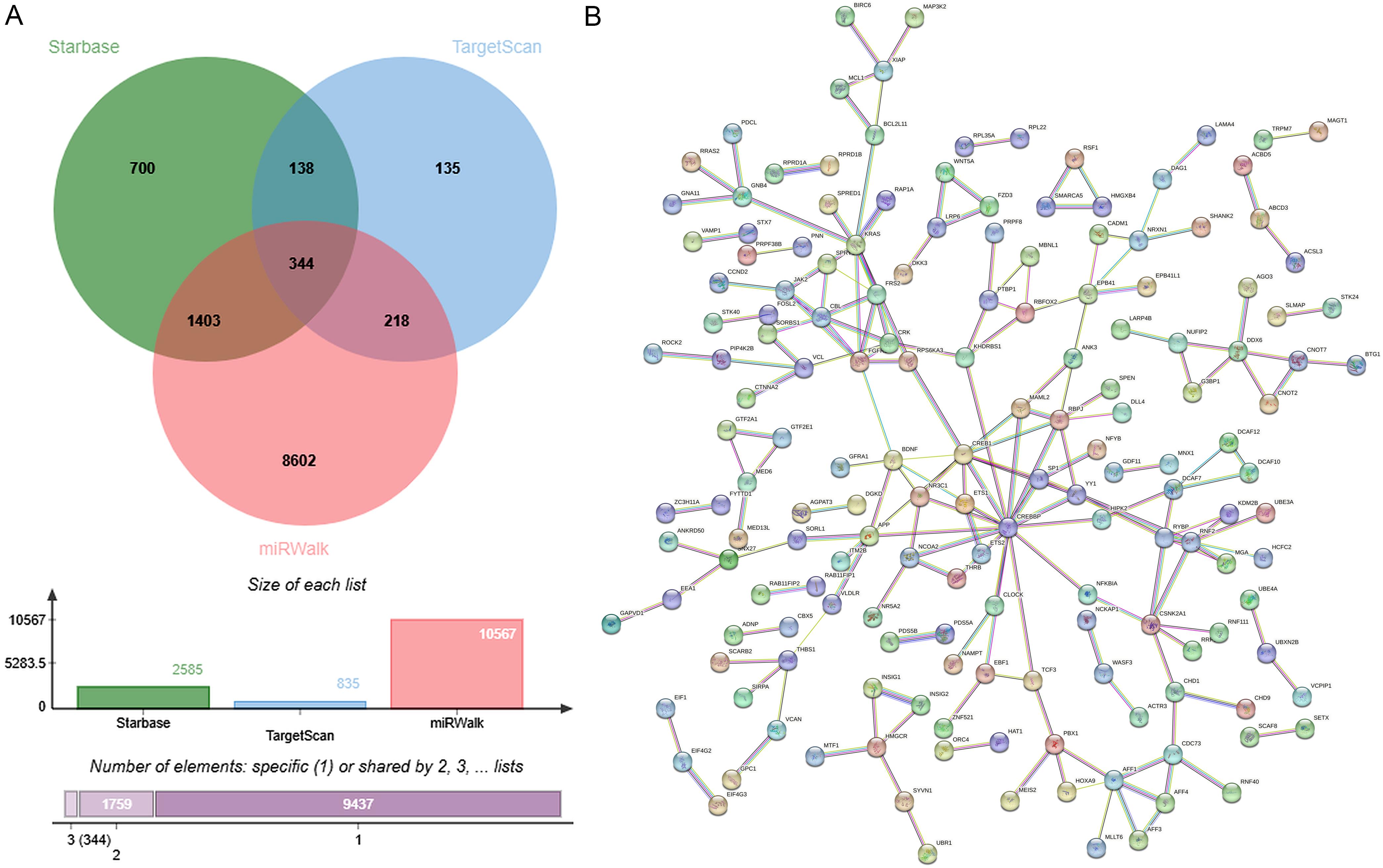 Identifying core genes in the miR-381-3p target PPI network via multi-database intersection.