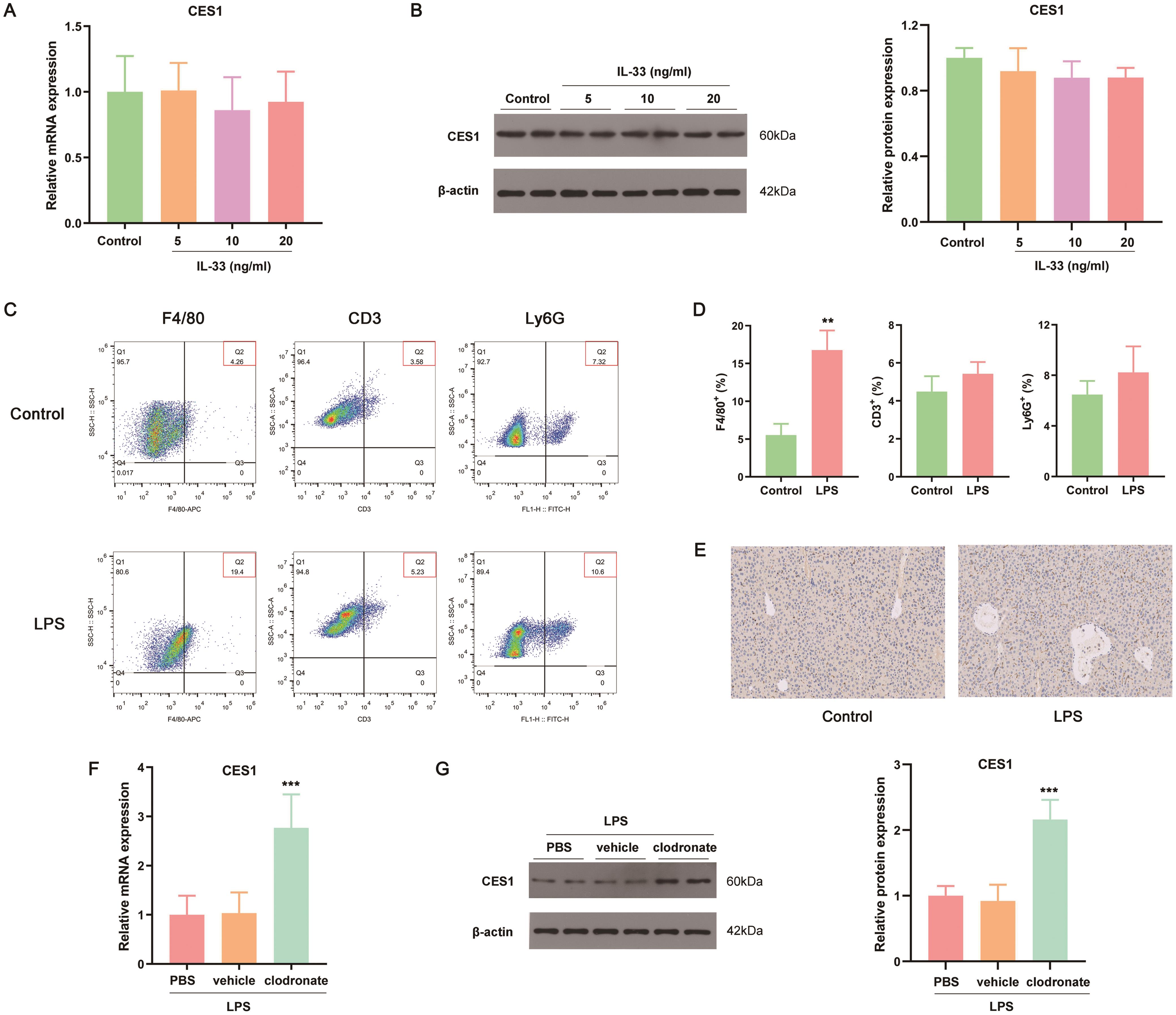 Macrophage mediates the downregulation of hepatic CES1 by IL-33.