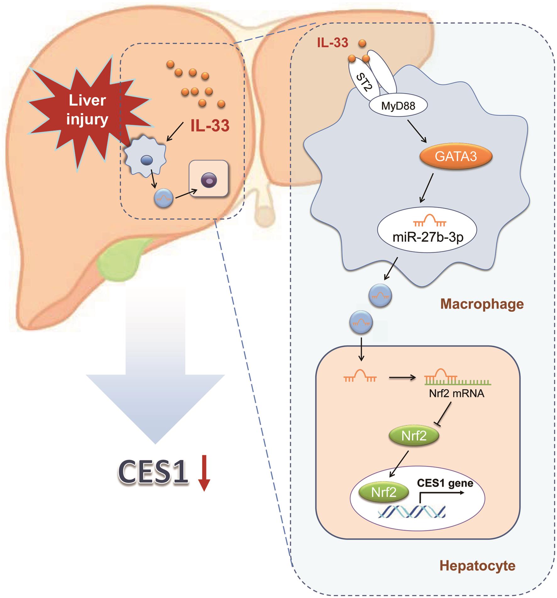 Summary of the mechanism by which IL-33 suppresses CES1 in liver injury.