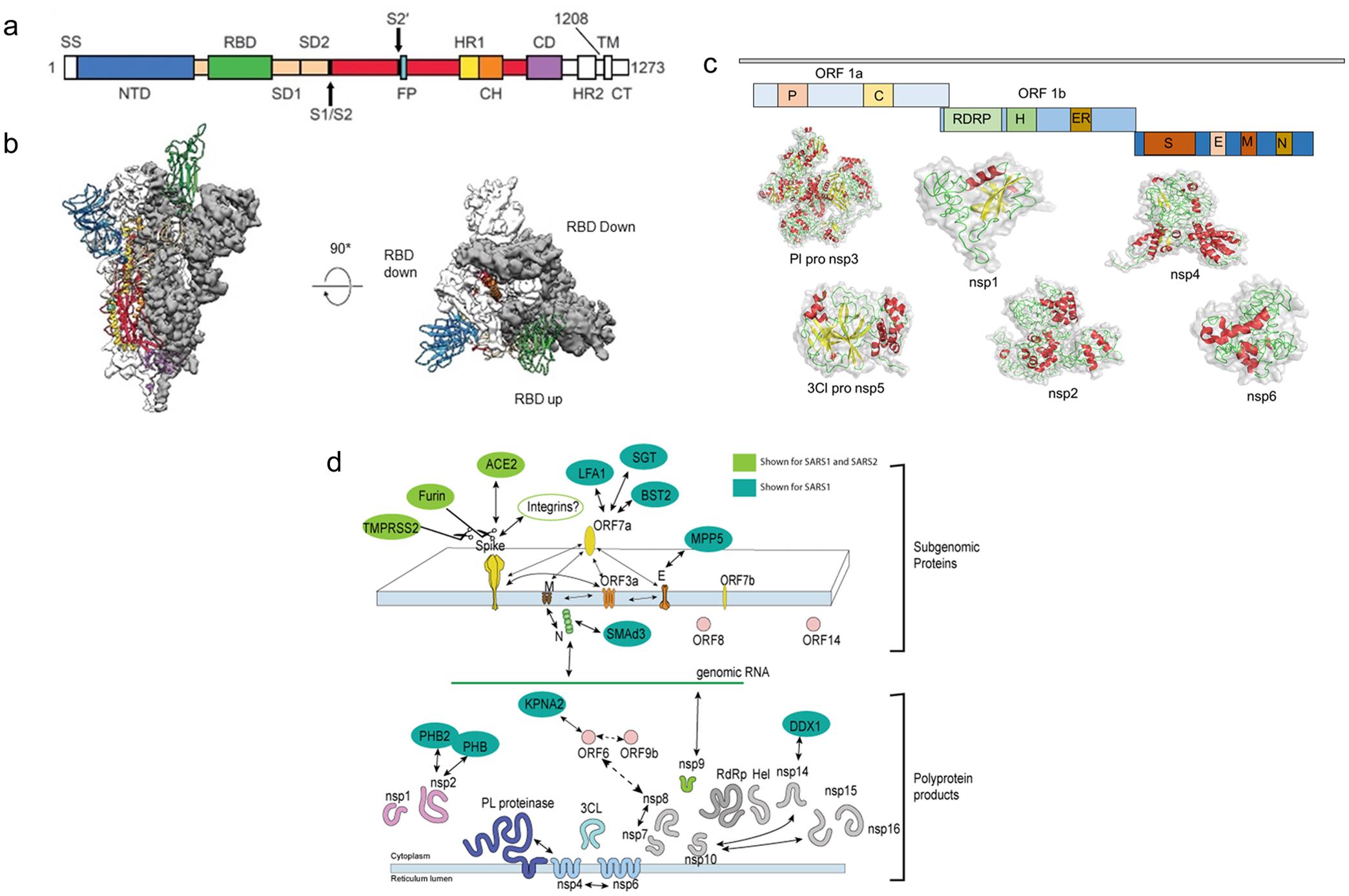 Existing landscape of SARS-CoV-2 Biology.