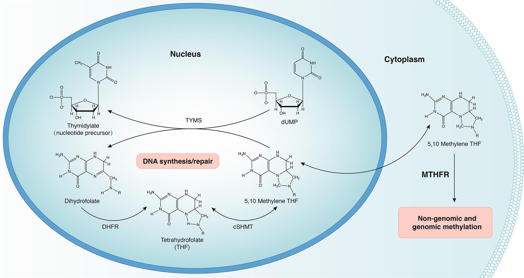 5,10-methyleneTHF synthesis and utilization in the cell.