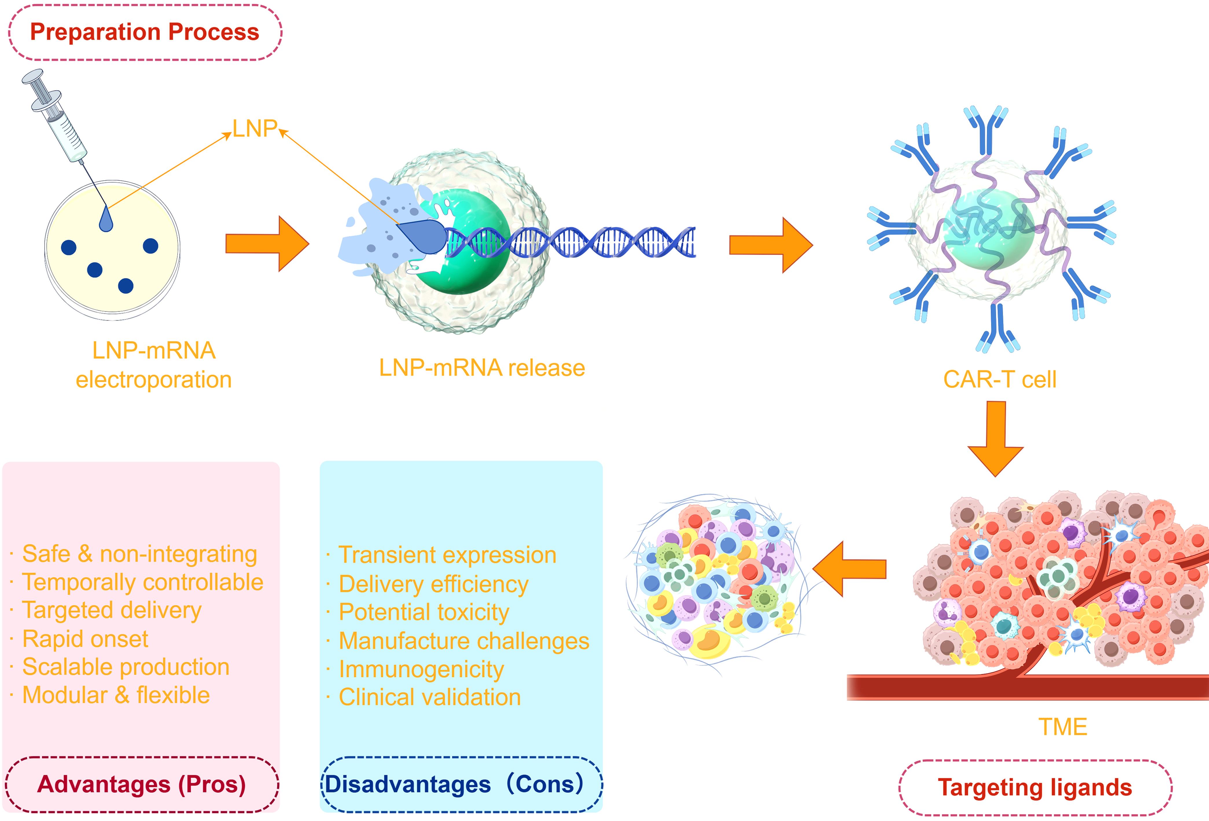 Advantages and challenges of LNP–mRNA delivery systems for engineered cell therapy.