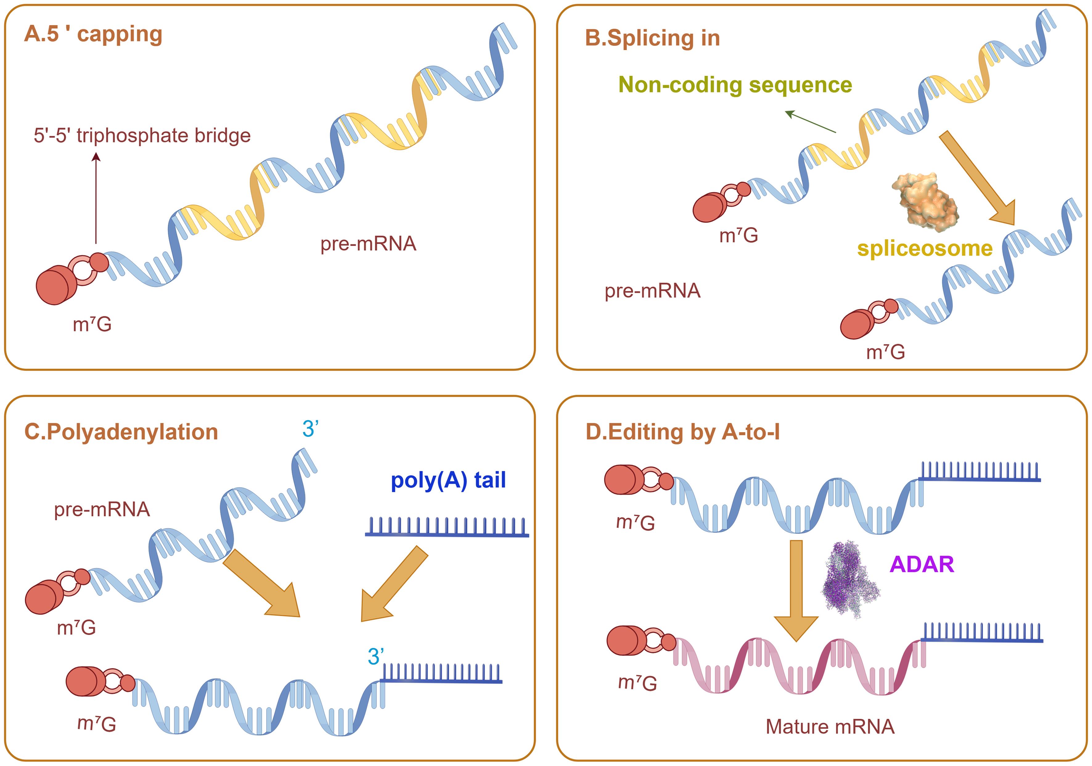Post-transcriptional processing of pre-mRNA.