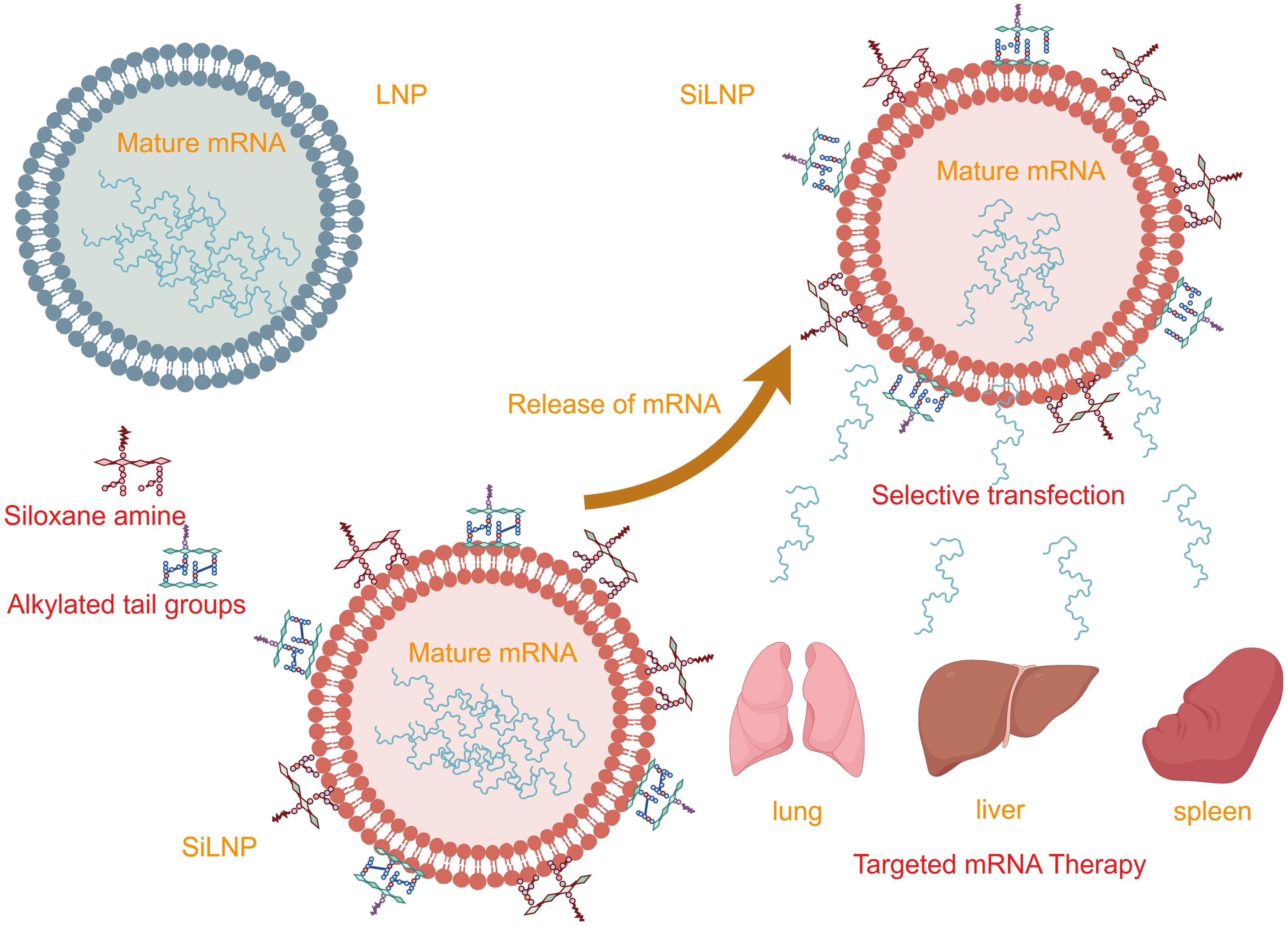 Schematic representation of a silicon-based lipid nanoparticle (SiLNP)-Based mRNA-targeted delivery System.