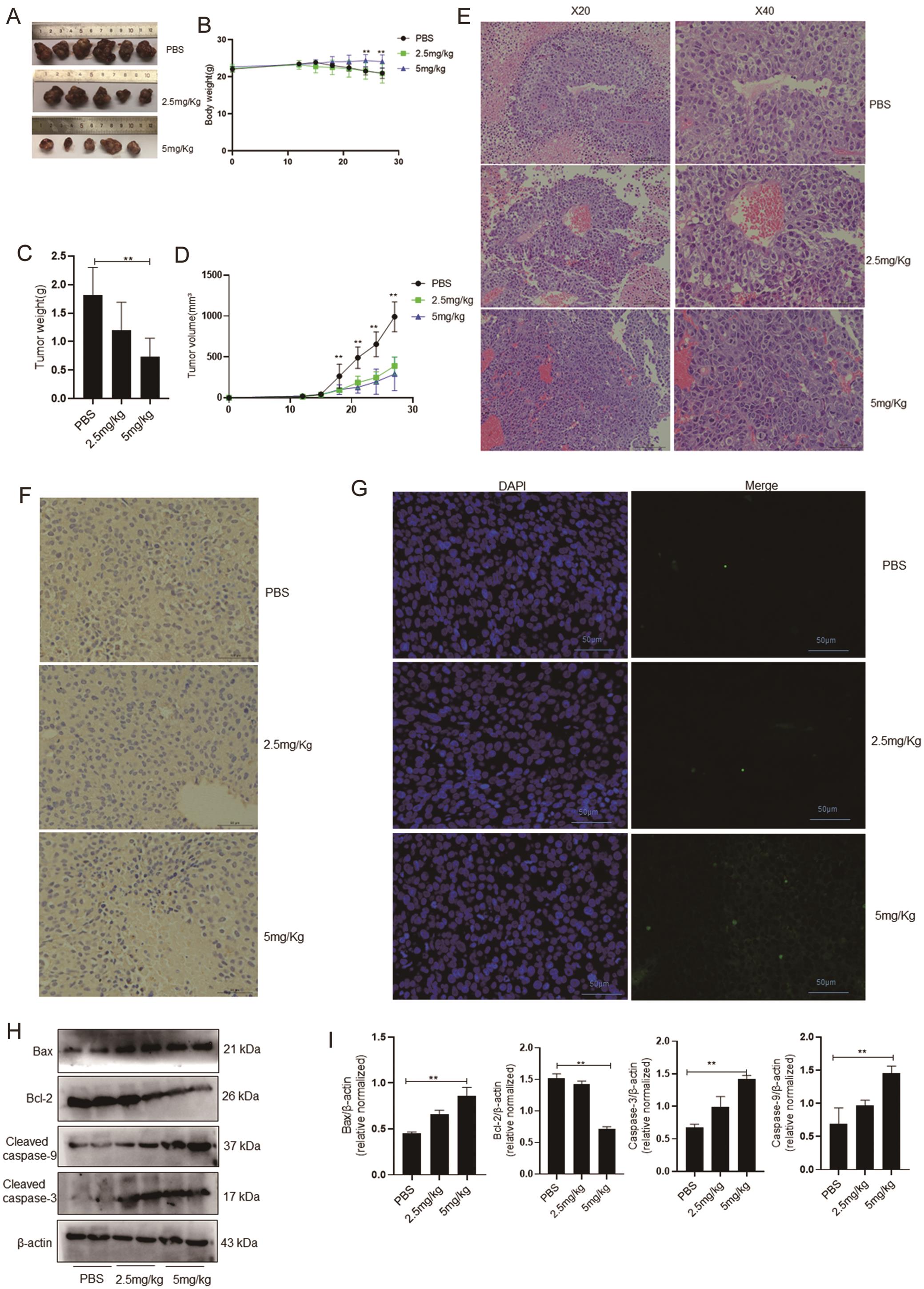 Antitumor activity of the ALR-specific mAb in a xenograft tumor-bearing mouse model.