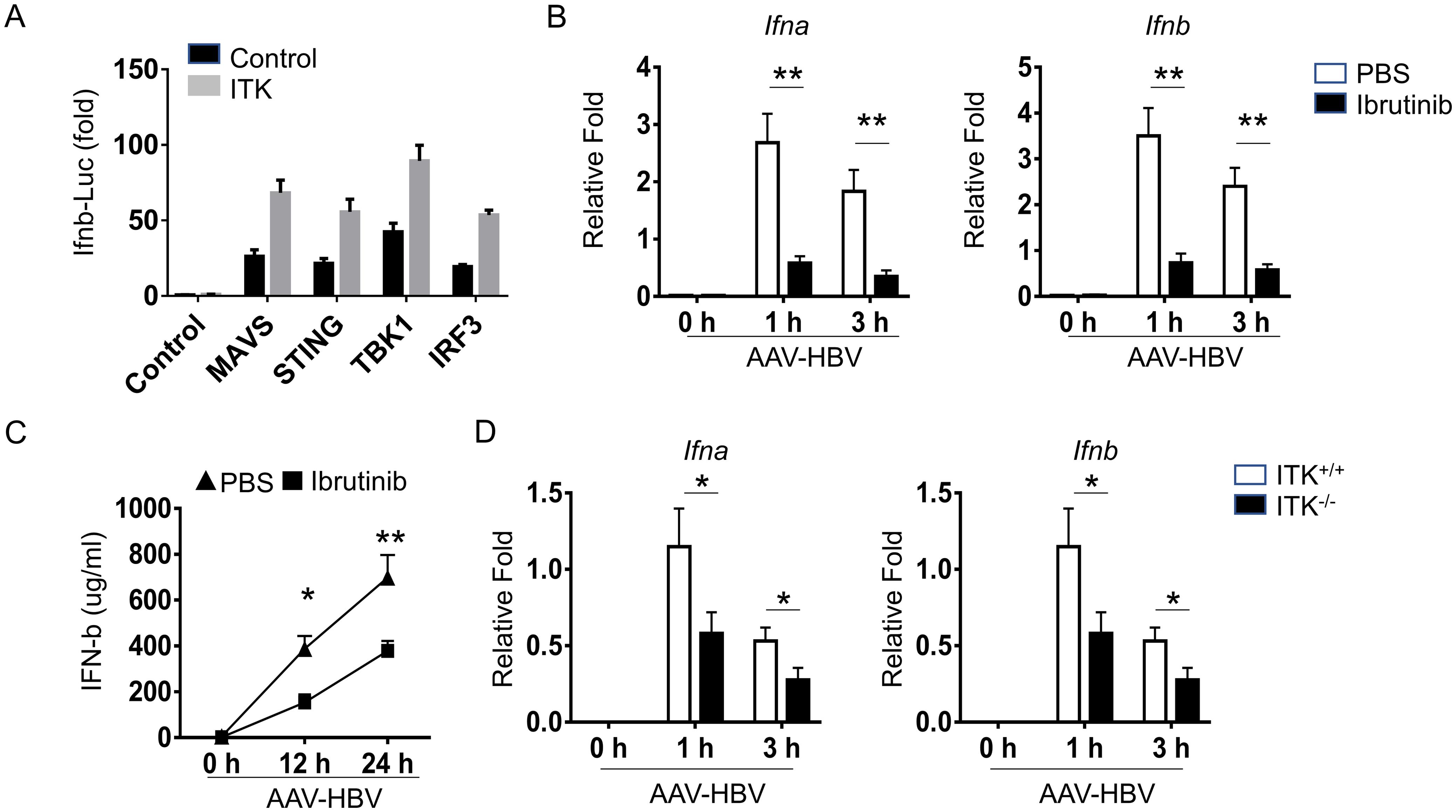 Ibrutinib inhibits the expression of IFN-I in hepatocytes.