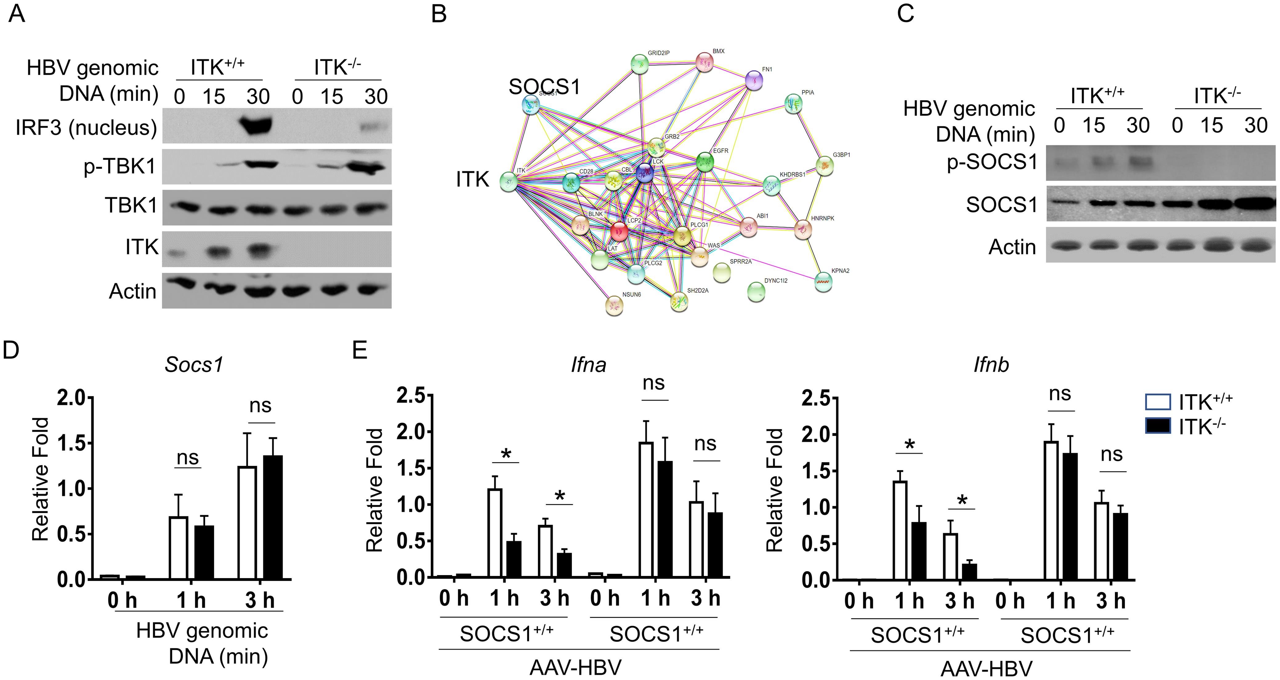 ITK deficiency suppresses the stability of IRF3 via SOCS1.