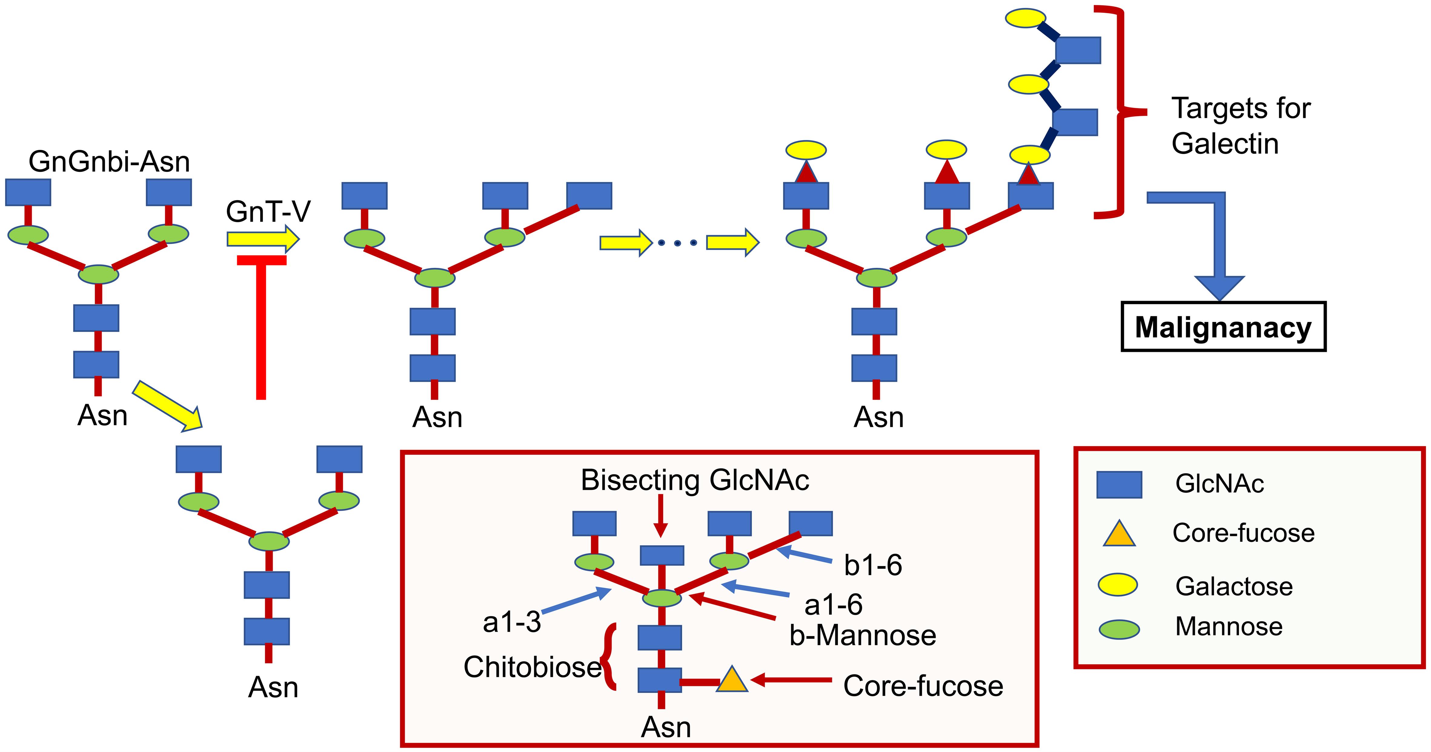 Inhibition of N-acetylglucosaminyltransferase-V (GnT-V) inhibits cancer metastasis. Inhibition of N-acetylglucosaminyltransferase-V (GnT-V) inhibits cancer metastasis.