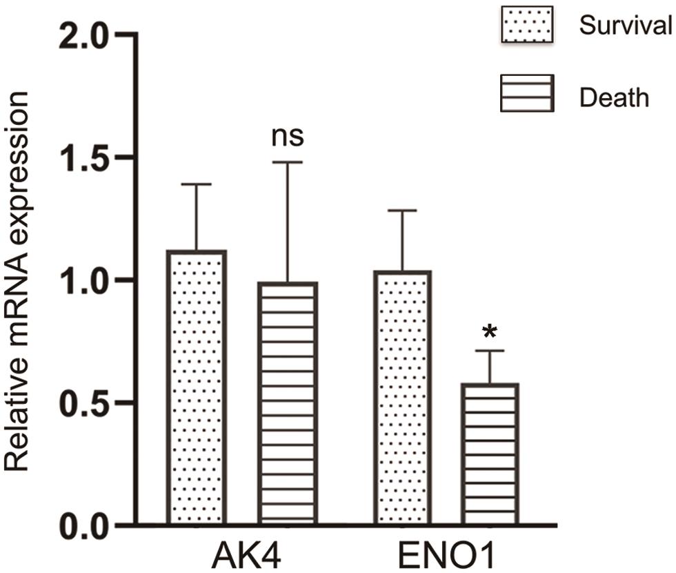 Relative expression levels of ENO1 and AK4 from PBMC samples between the survival and death groups.