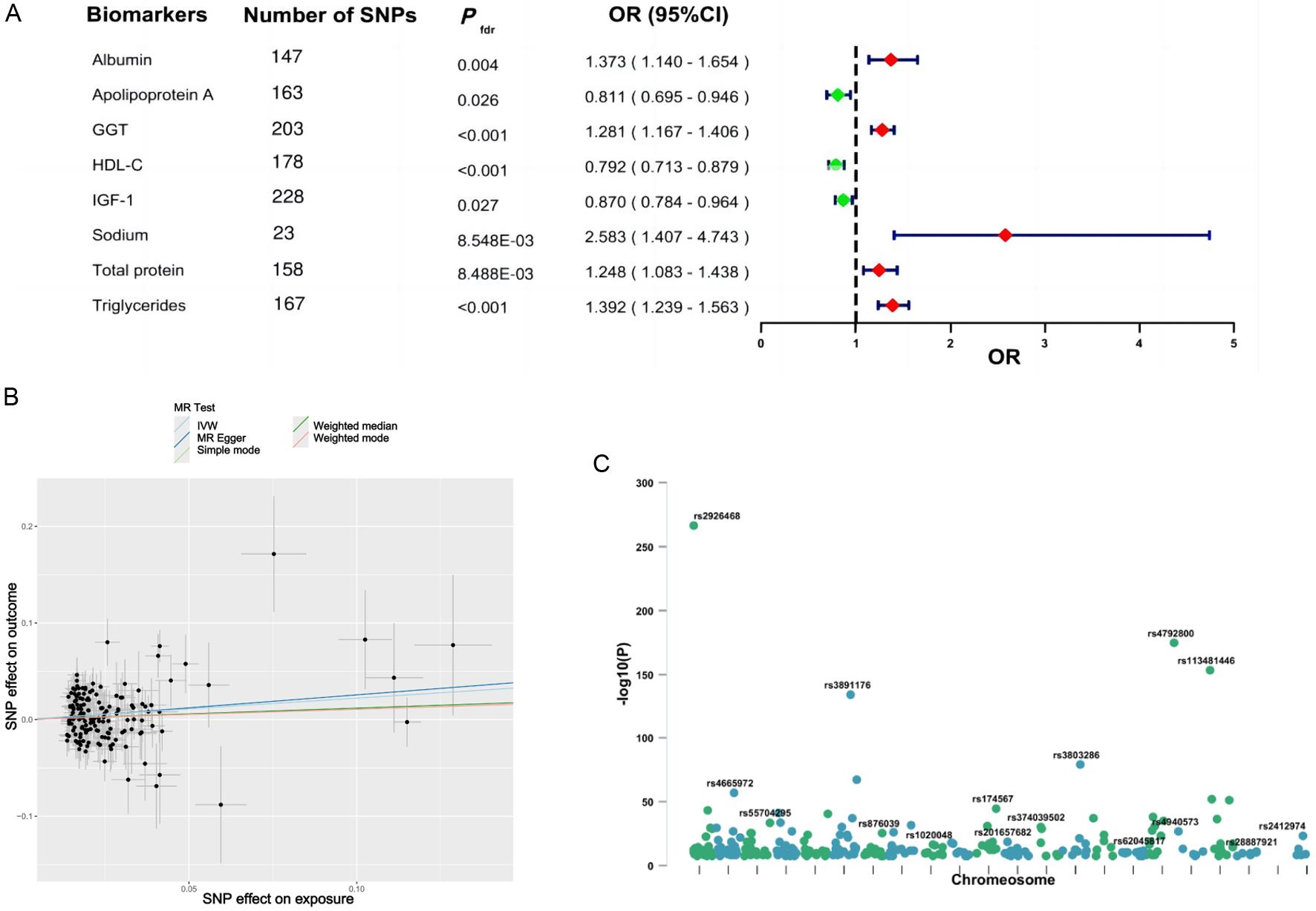 MR analysis revealing causal relationships between clinical biomarkers and MASLD.