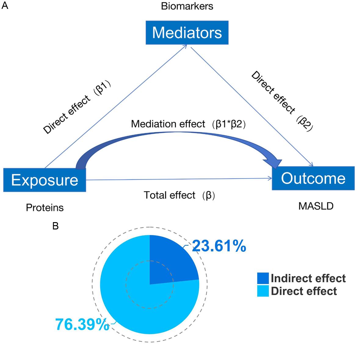 Mediation analysis exploring the role of total protein in the association between HLA-A and MASLD.