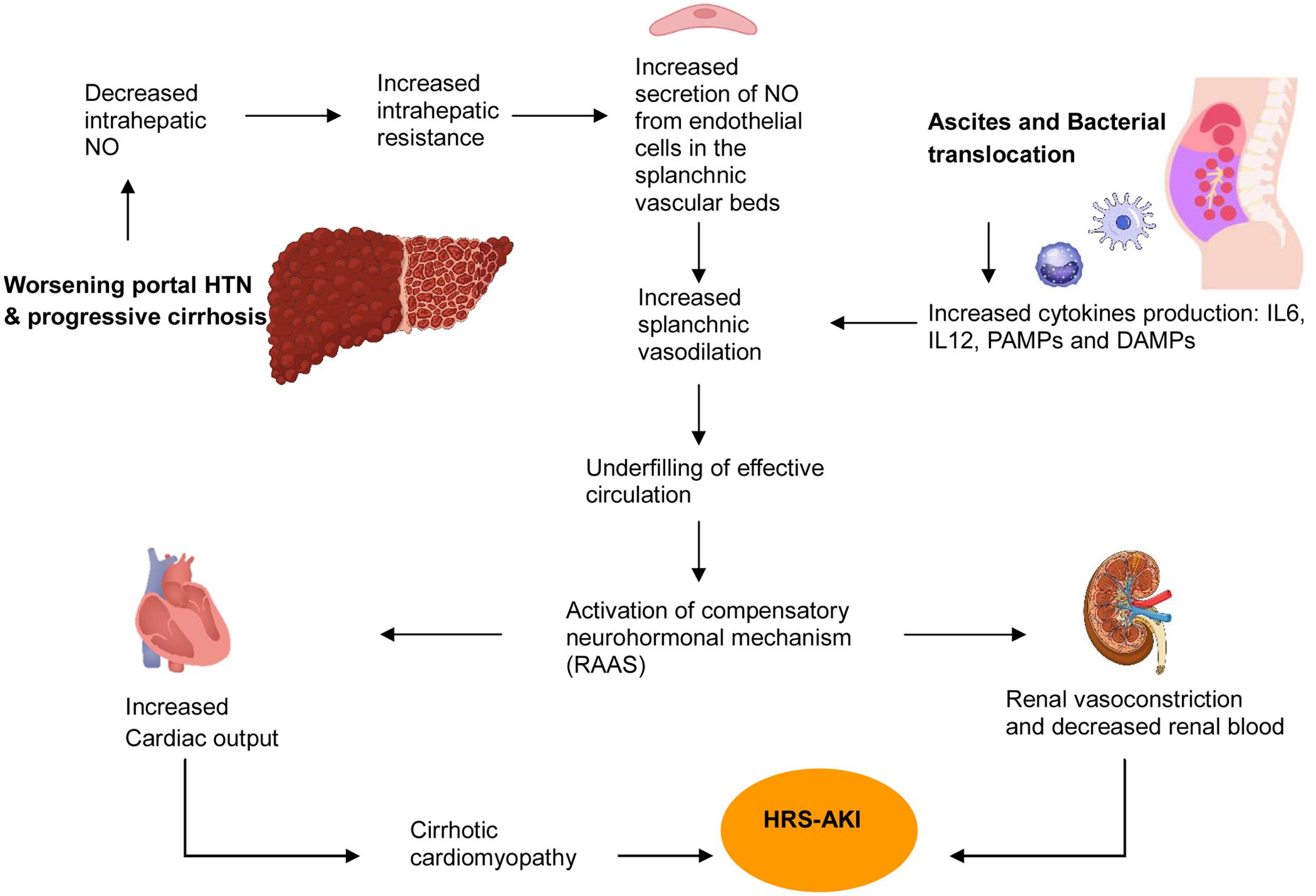 Pathophysiology of the hepatorenal syndrome acute kidney injury (HRS-AKI).