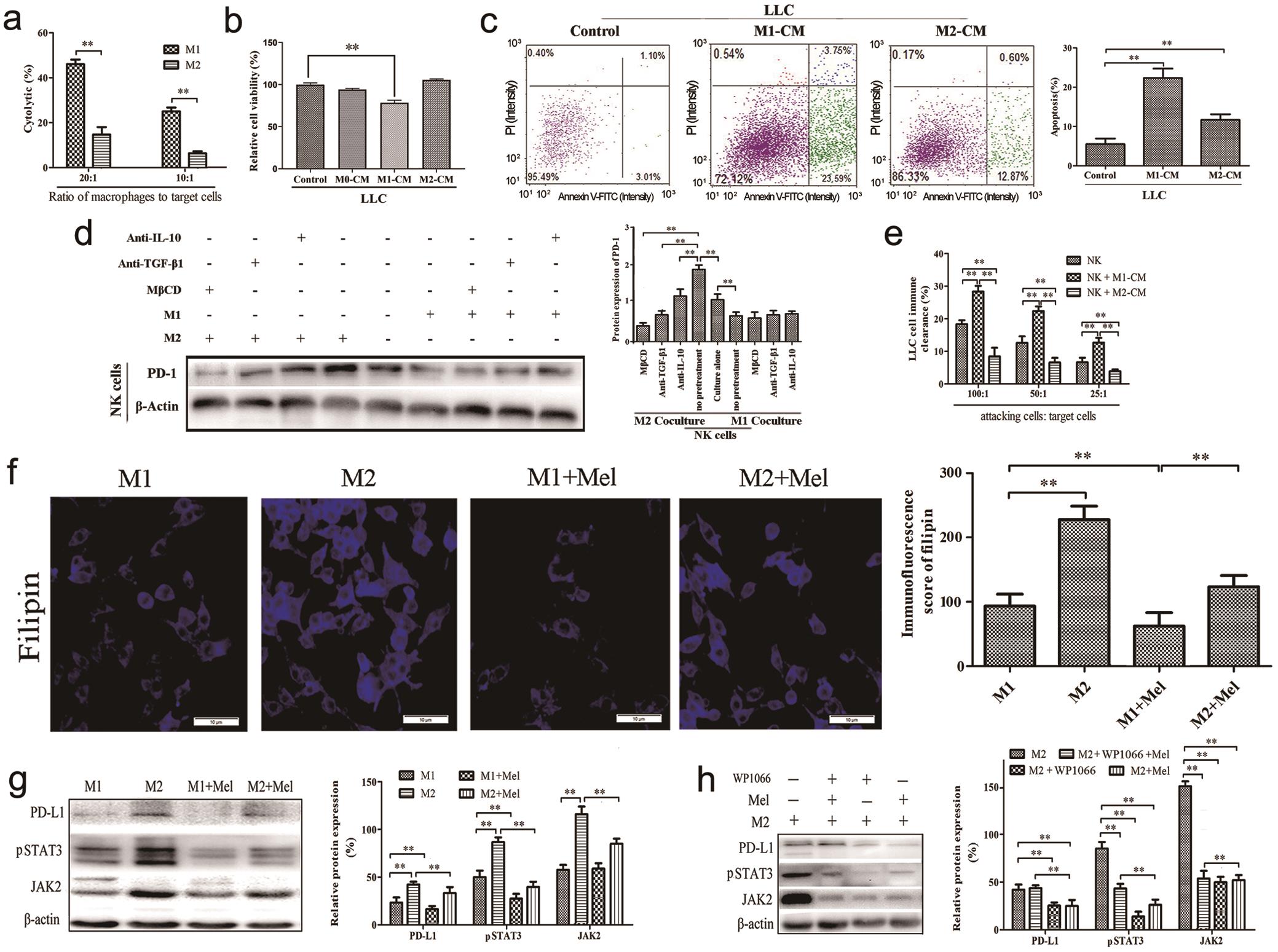 M1-like and M2-like macrophages had different effects on LLC cells and NK cells.