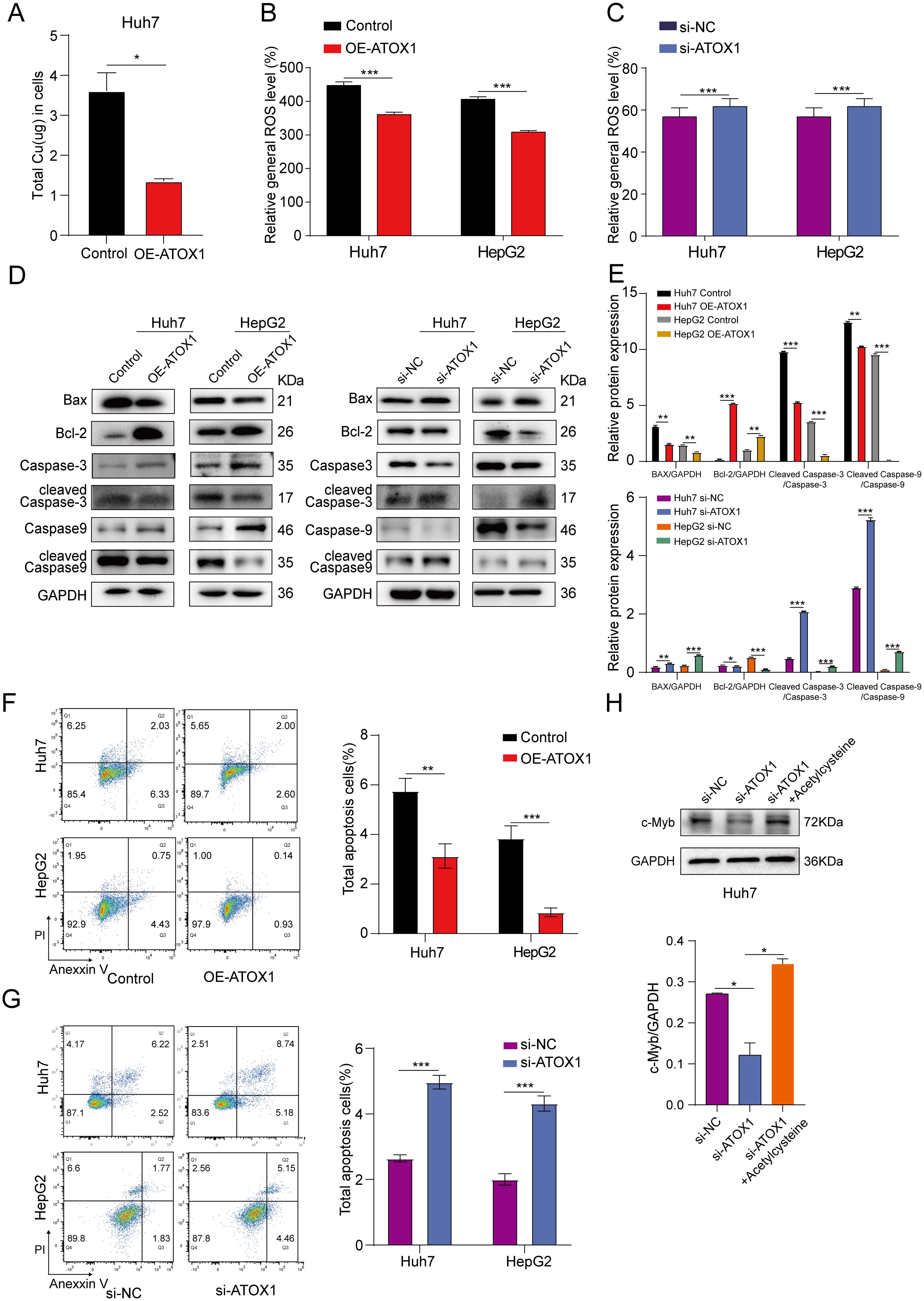 ATOX1 affected copper accumulation, intracellular ROS levels, and apoptosis in HCC cells.