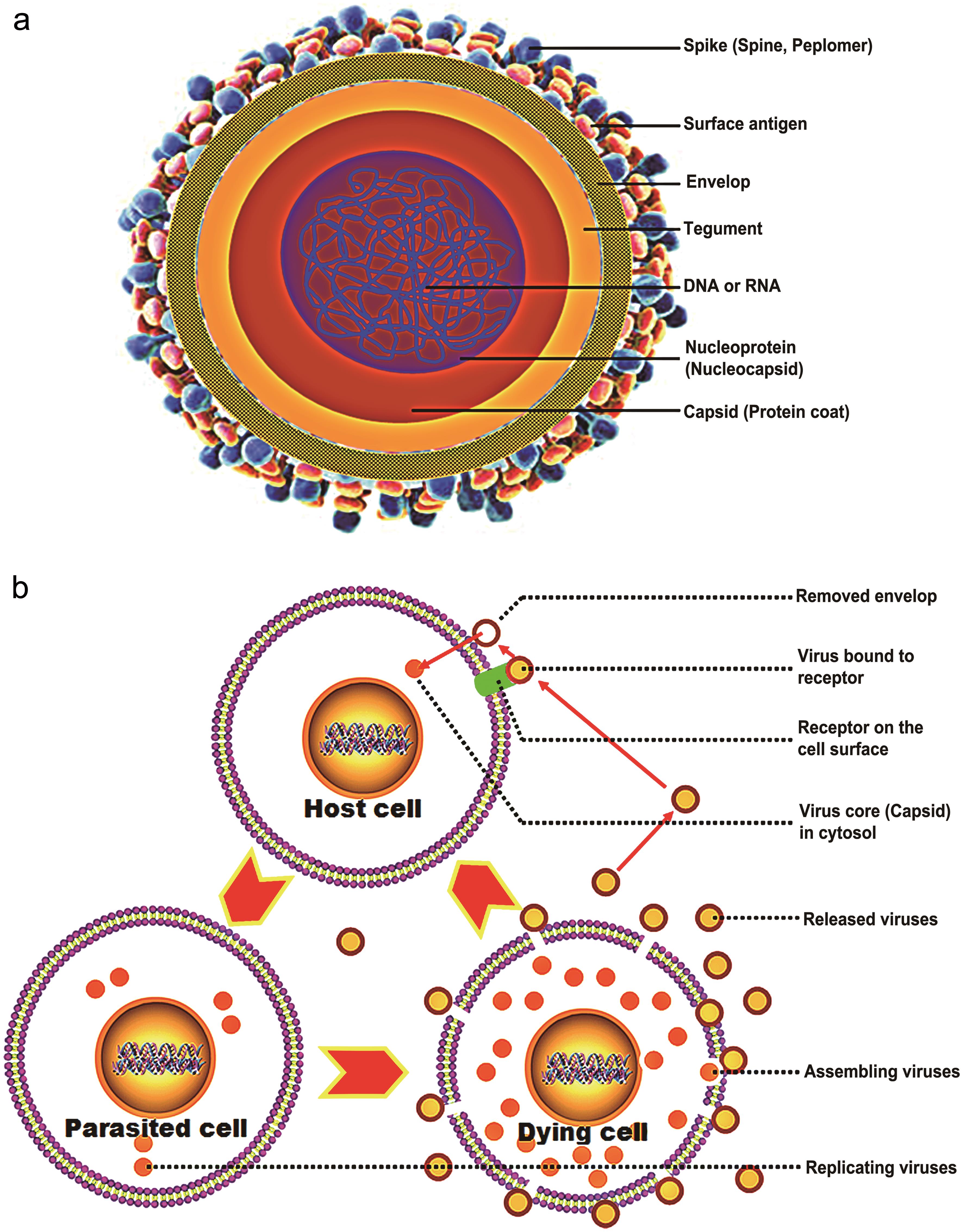 Virus structure and life cycle.
