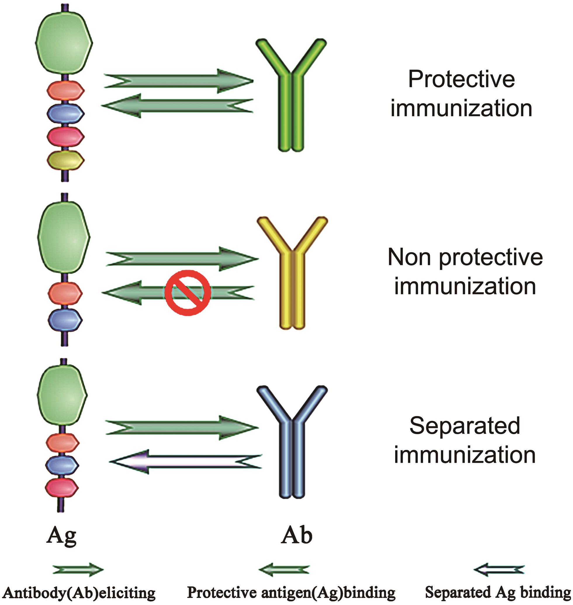 Three types of immunization status against virus infections.