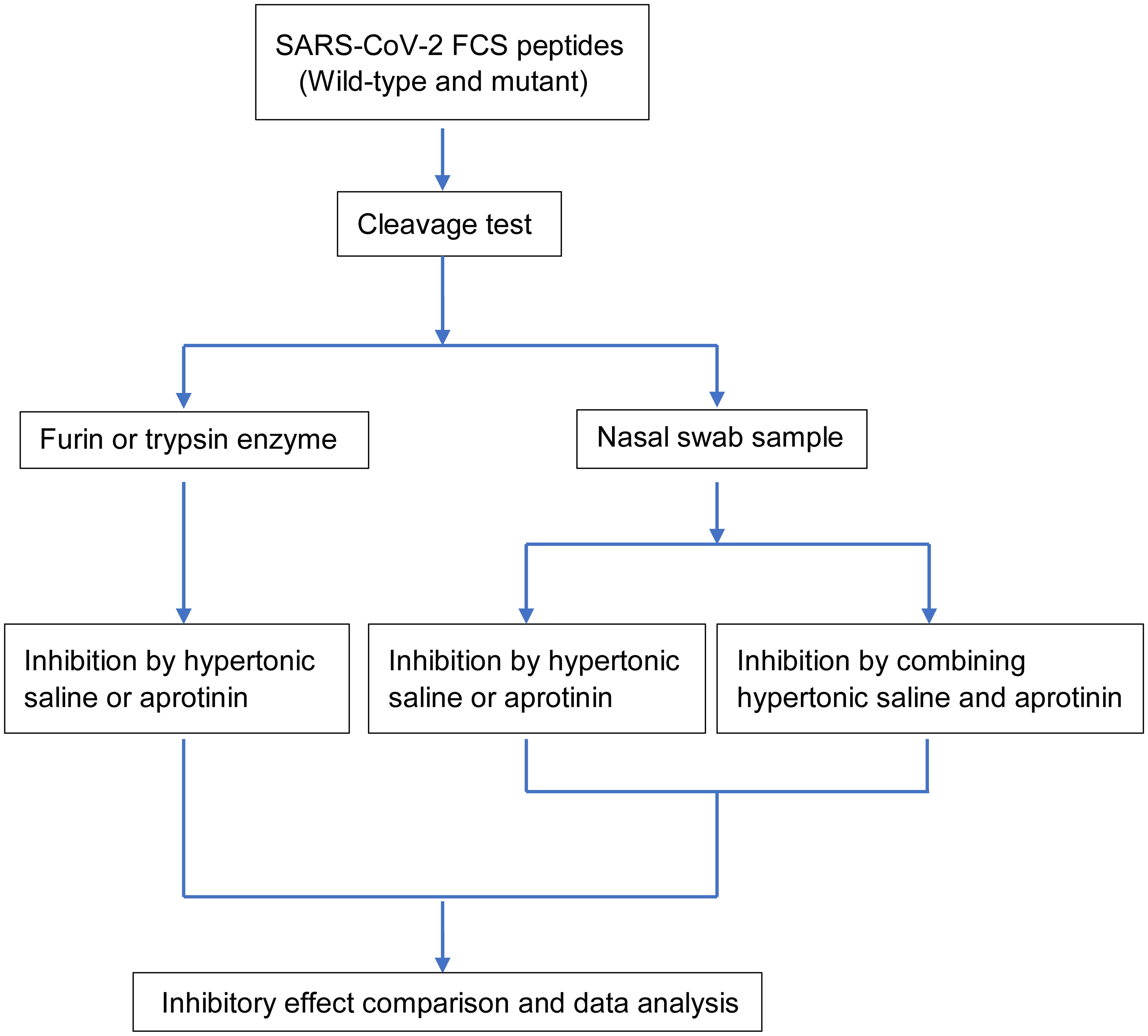 Flow chart of the experimental procedure for the cleavage assay and inhibition of the SARS-CoV-2 specific FCS.